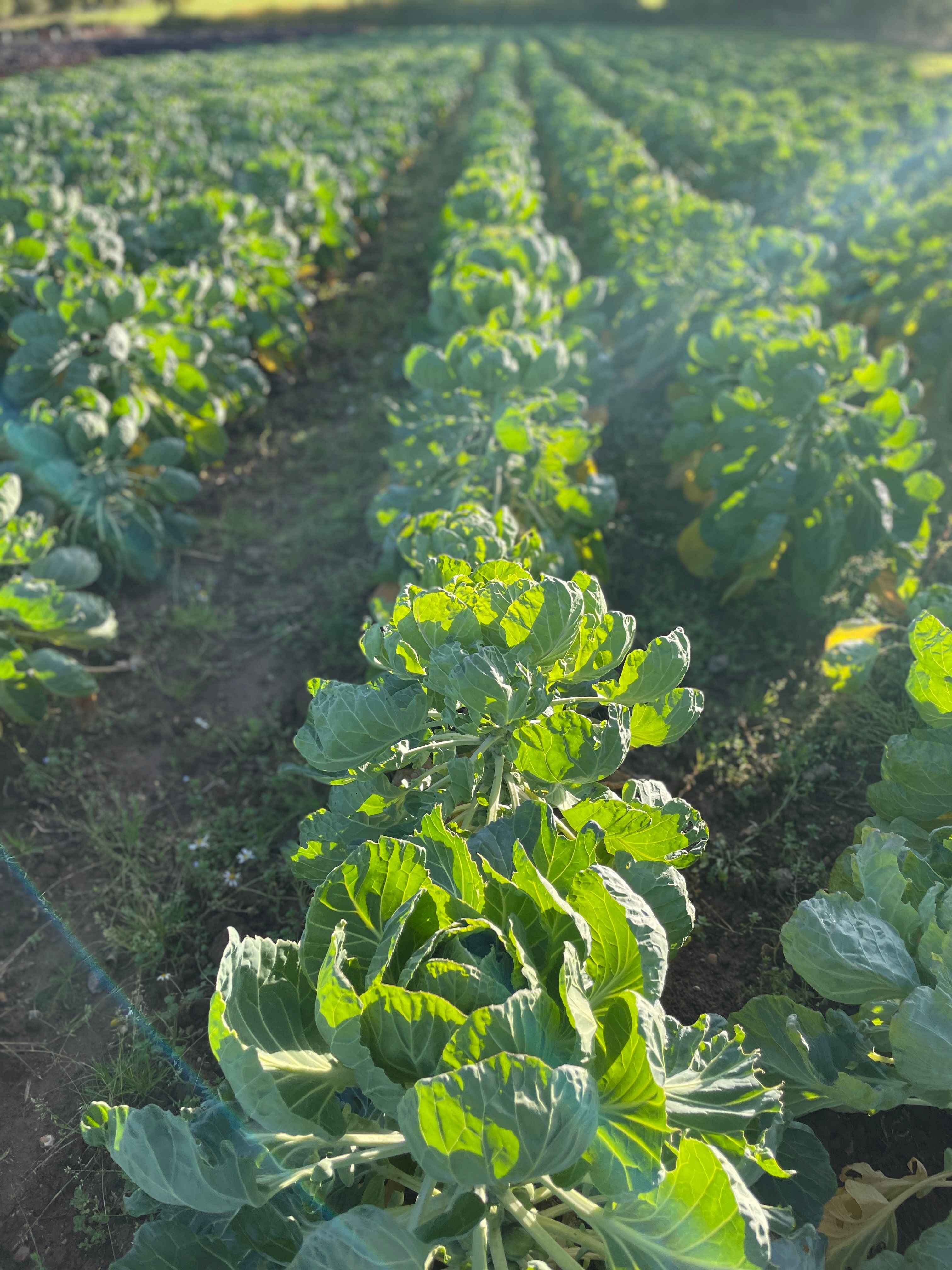 Image of Brussel Tops
