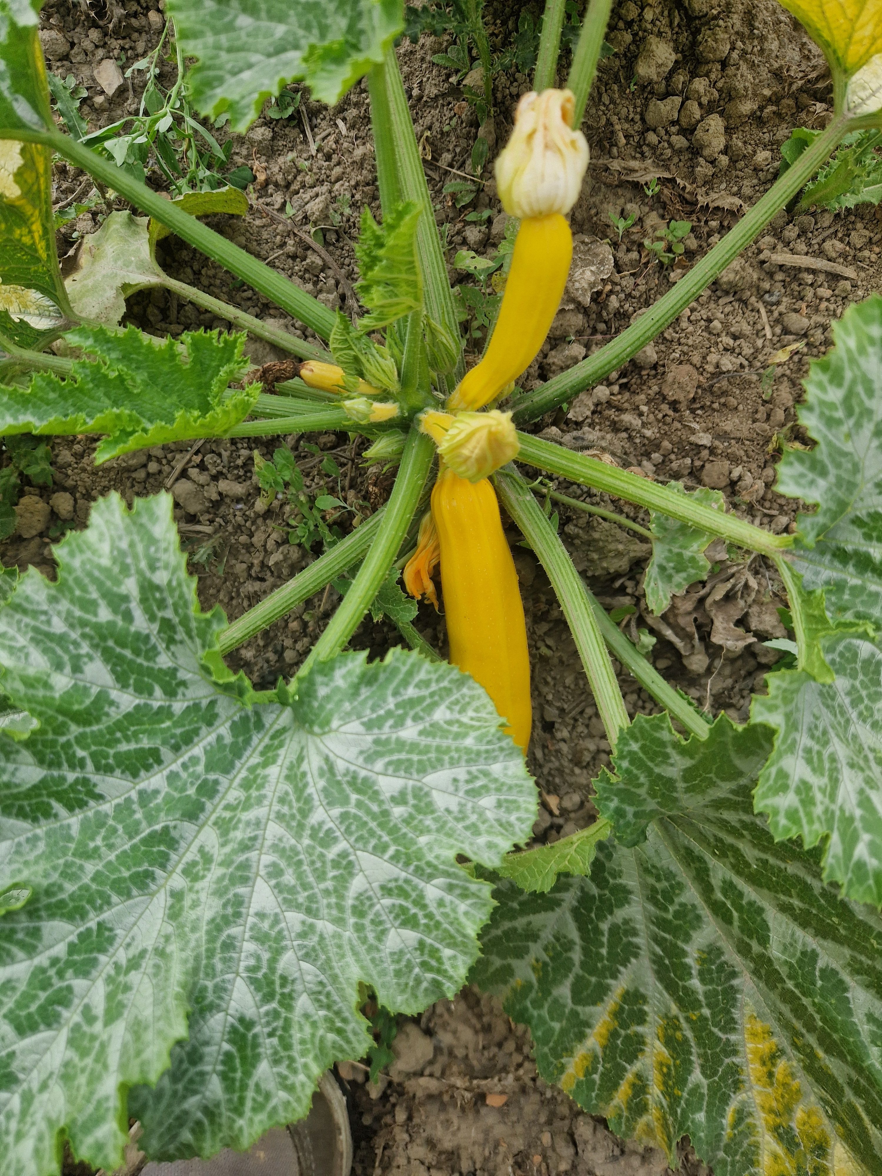 Image of Yellow Courgettes