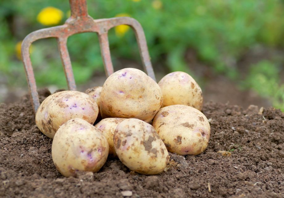 Buston Farm Fresh Marfona Potatoes grown in Northumberland: 25kg (Pre-order Product)