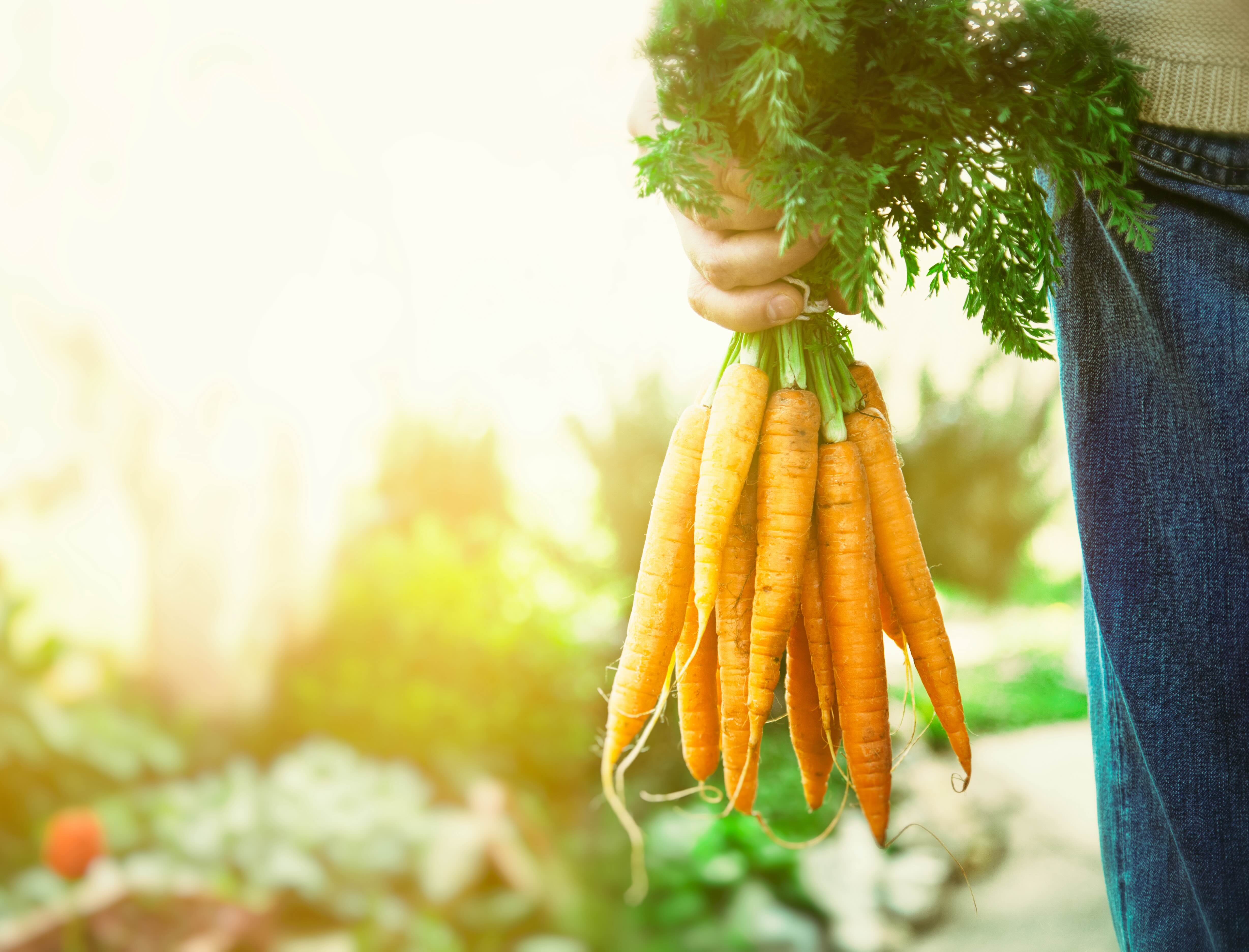 Image of Carrots Bunched