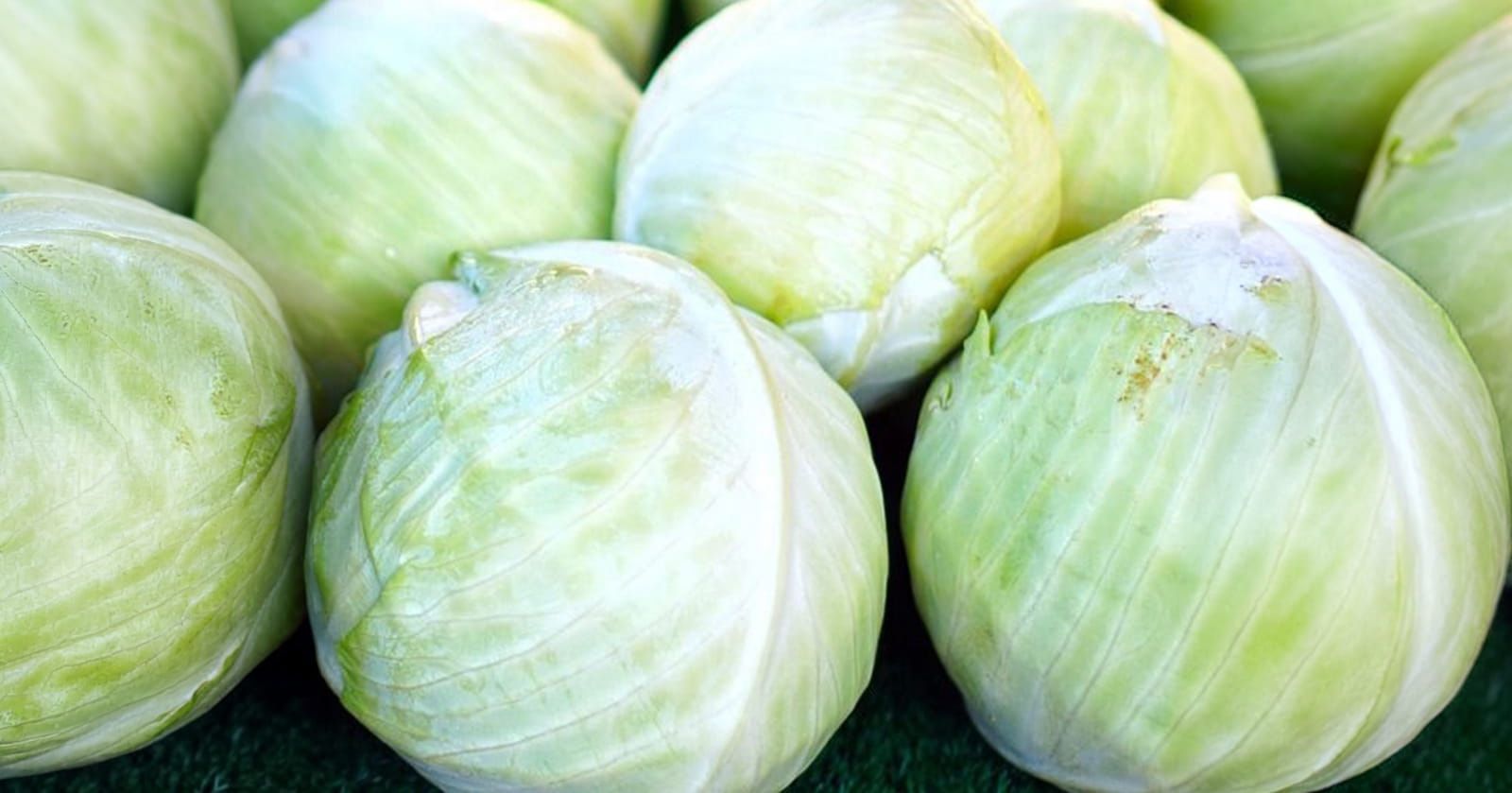 Image of Cabbage, White