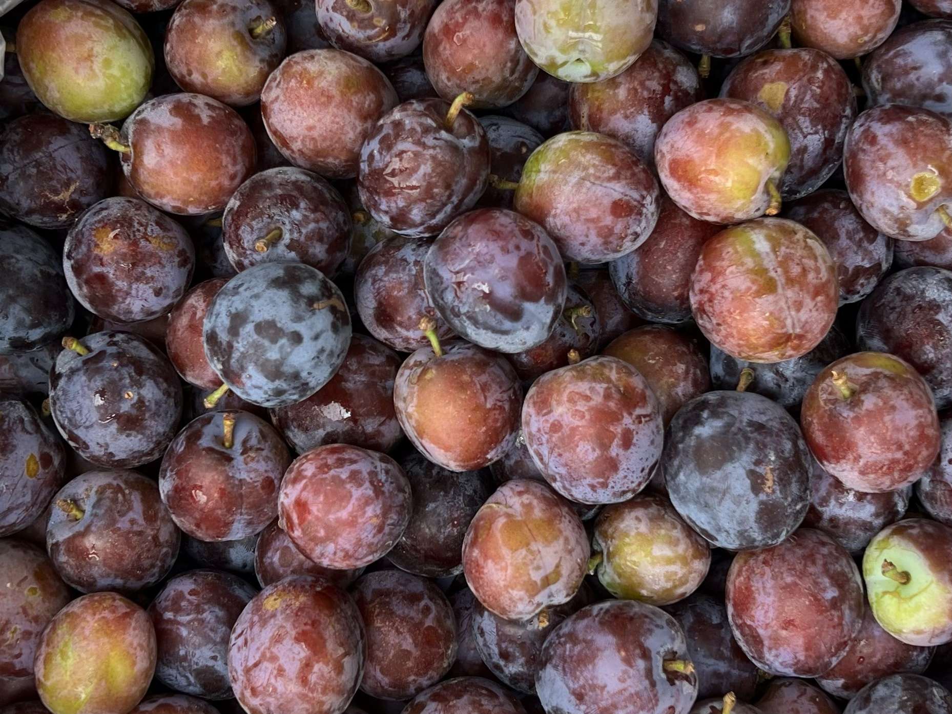 Plum (Purple)