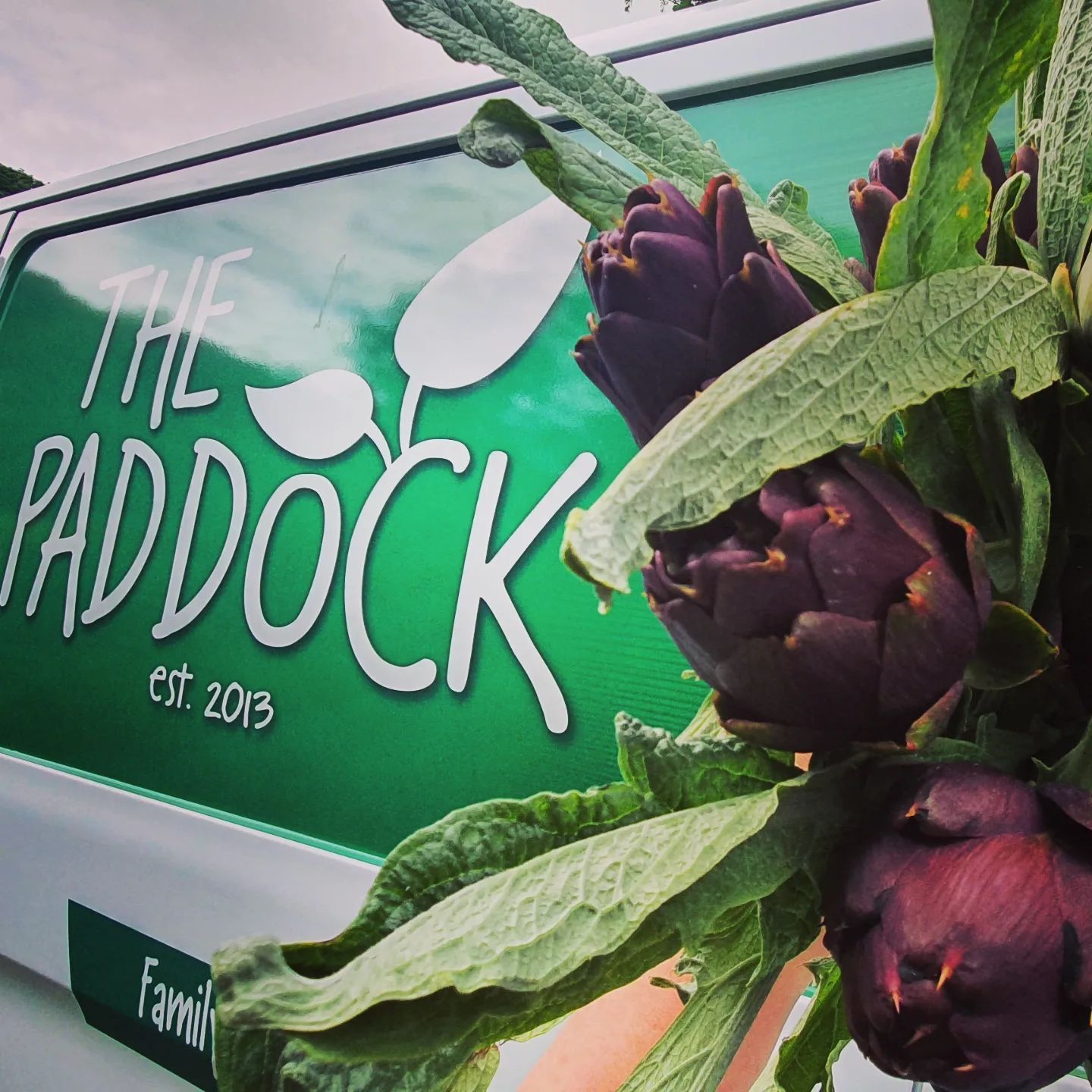 Image of Laura's Love of Growing Globe Artichokes at The Paddock