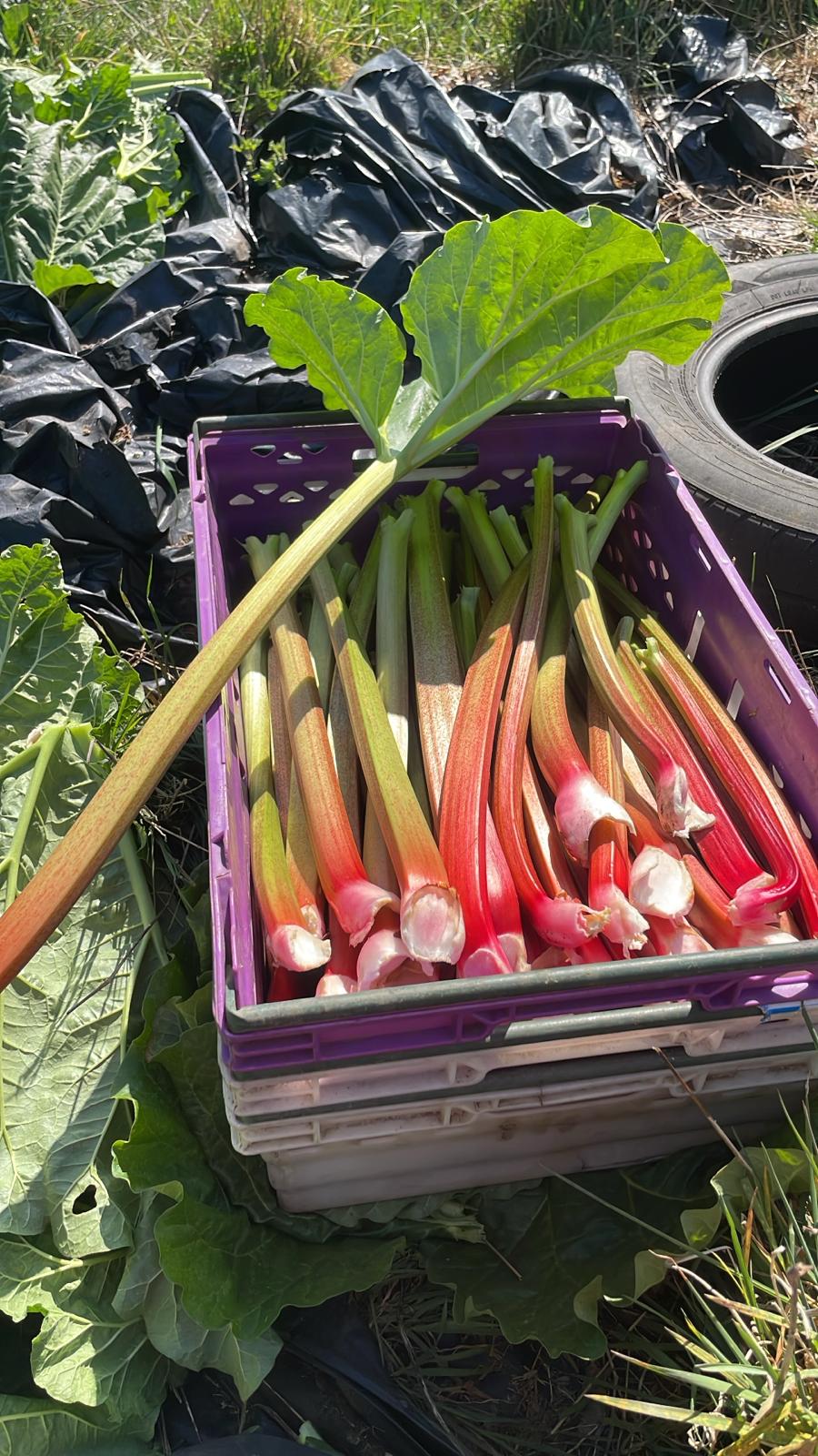 Image of Rhubarb (Forty Hall Farm)
