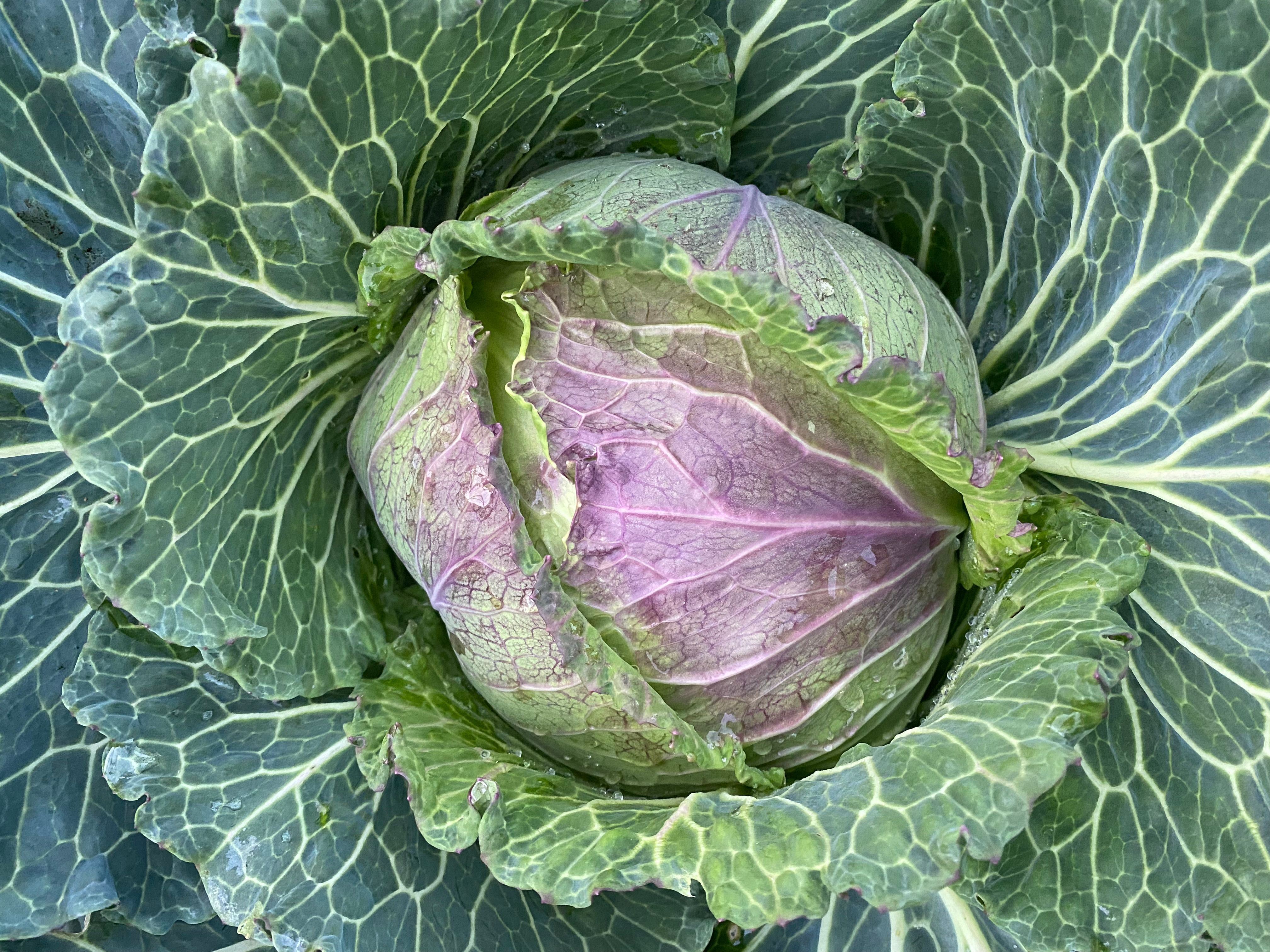 Image of Cabbage, January King