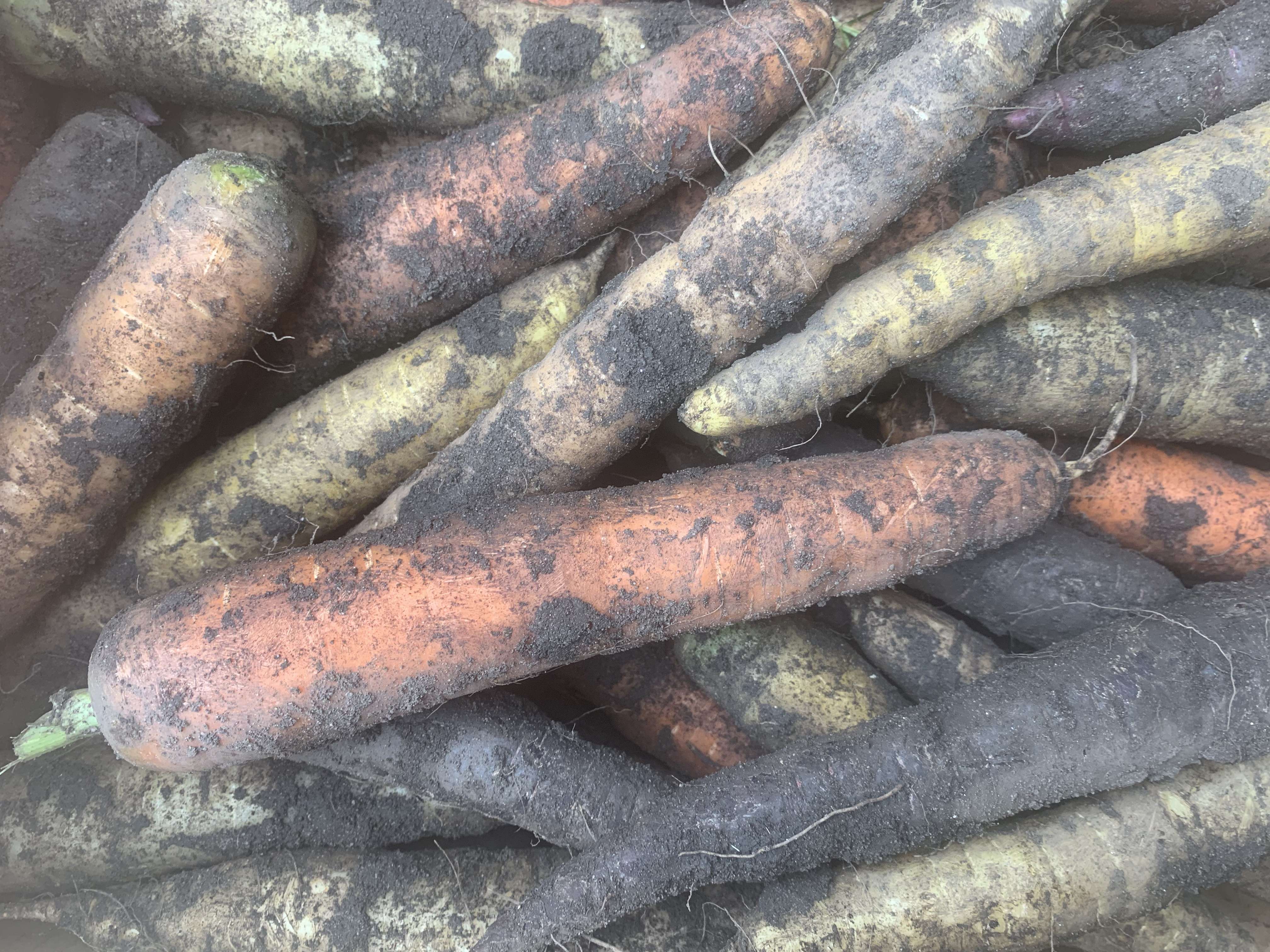 Image of Carrots - Rainbow