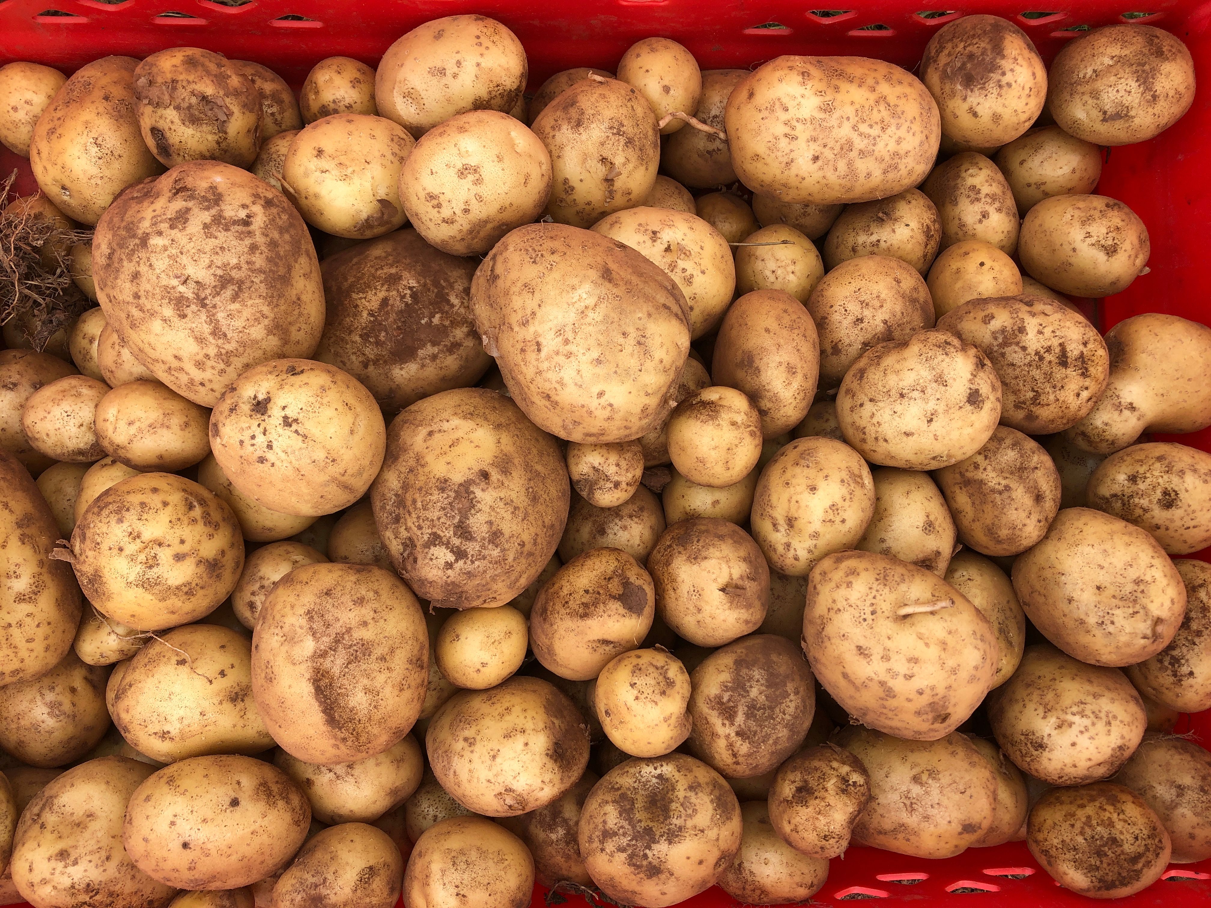 Potatoes