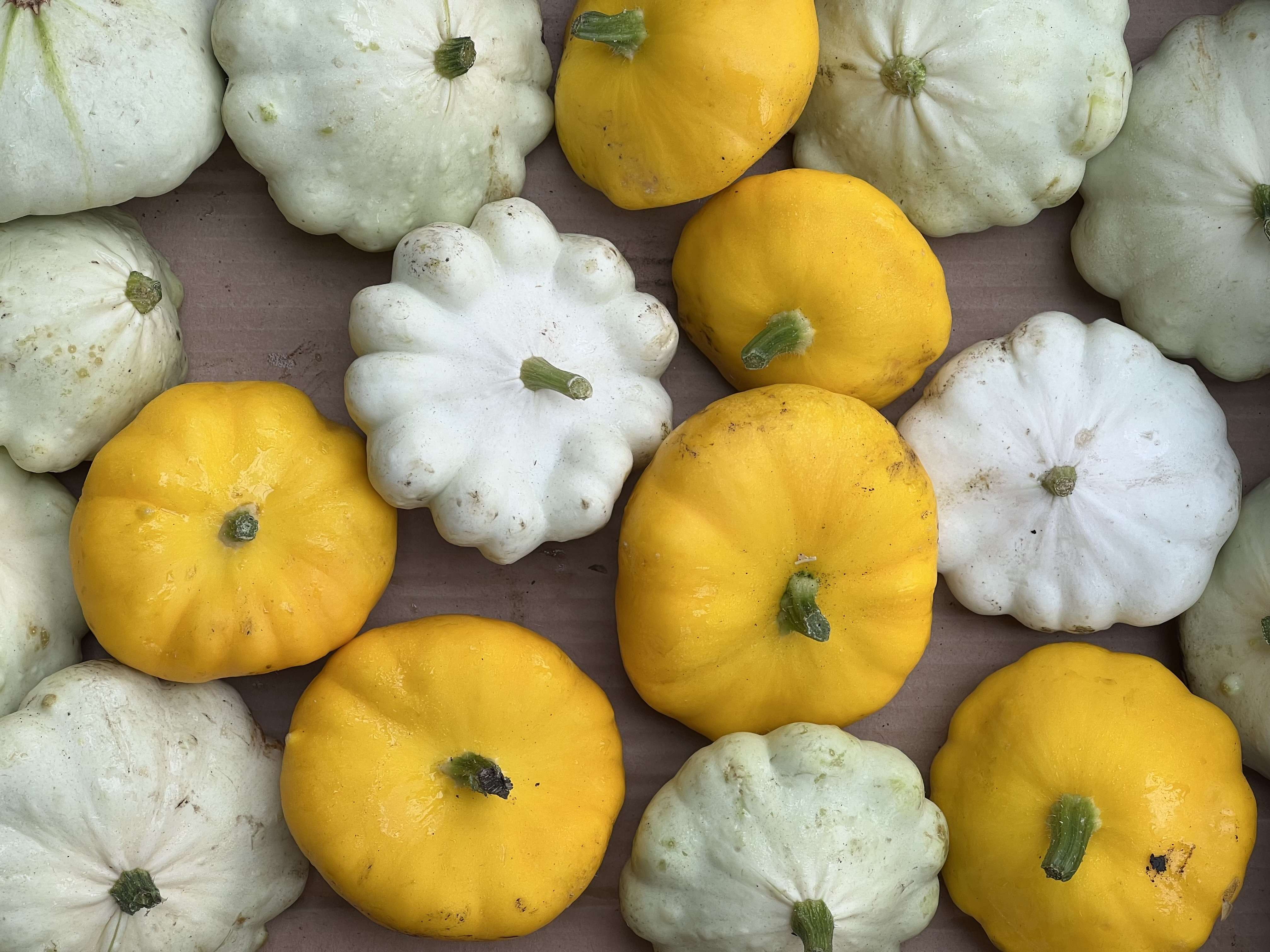 Pattypan, Mixed colours (Light Summer Squash)