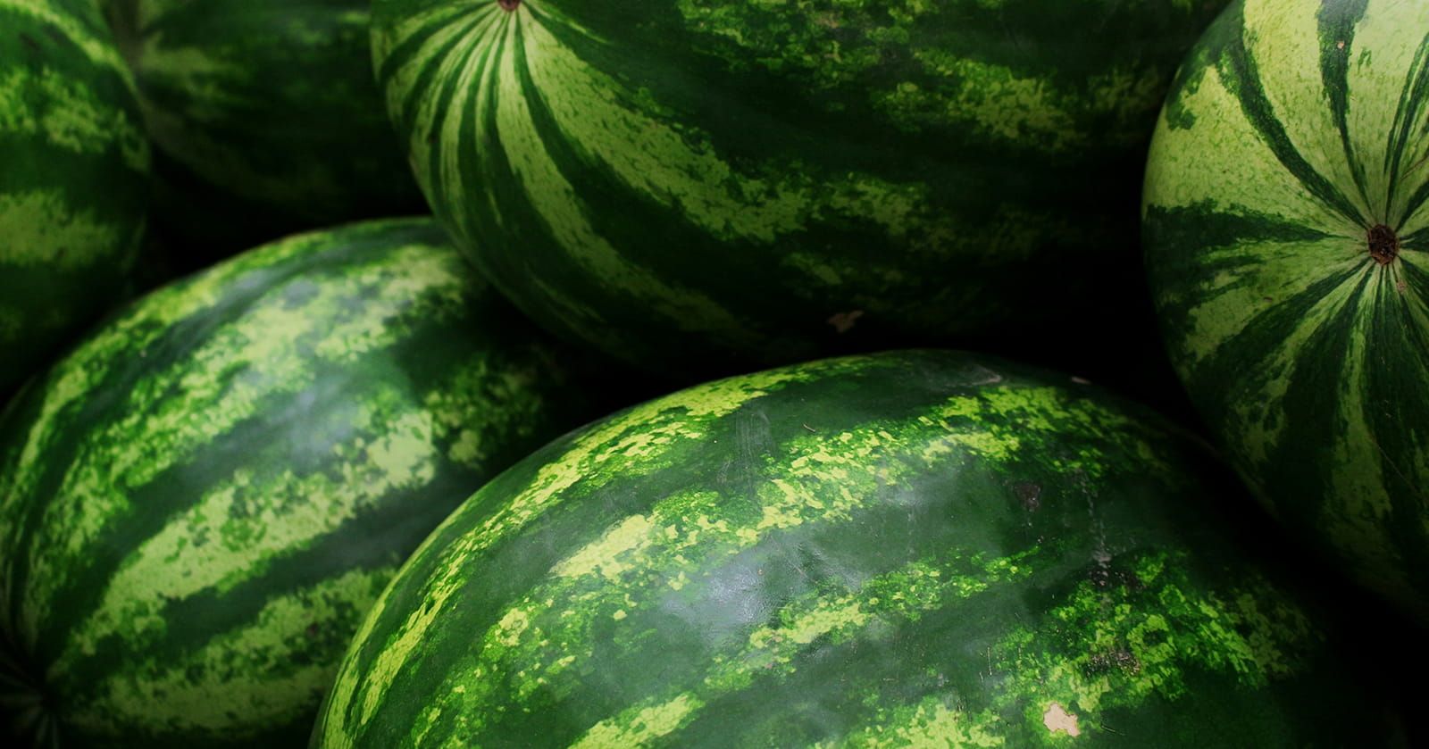 Image of Watermelon (Mini)