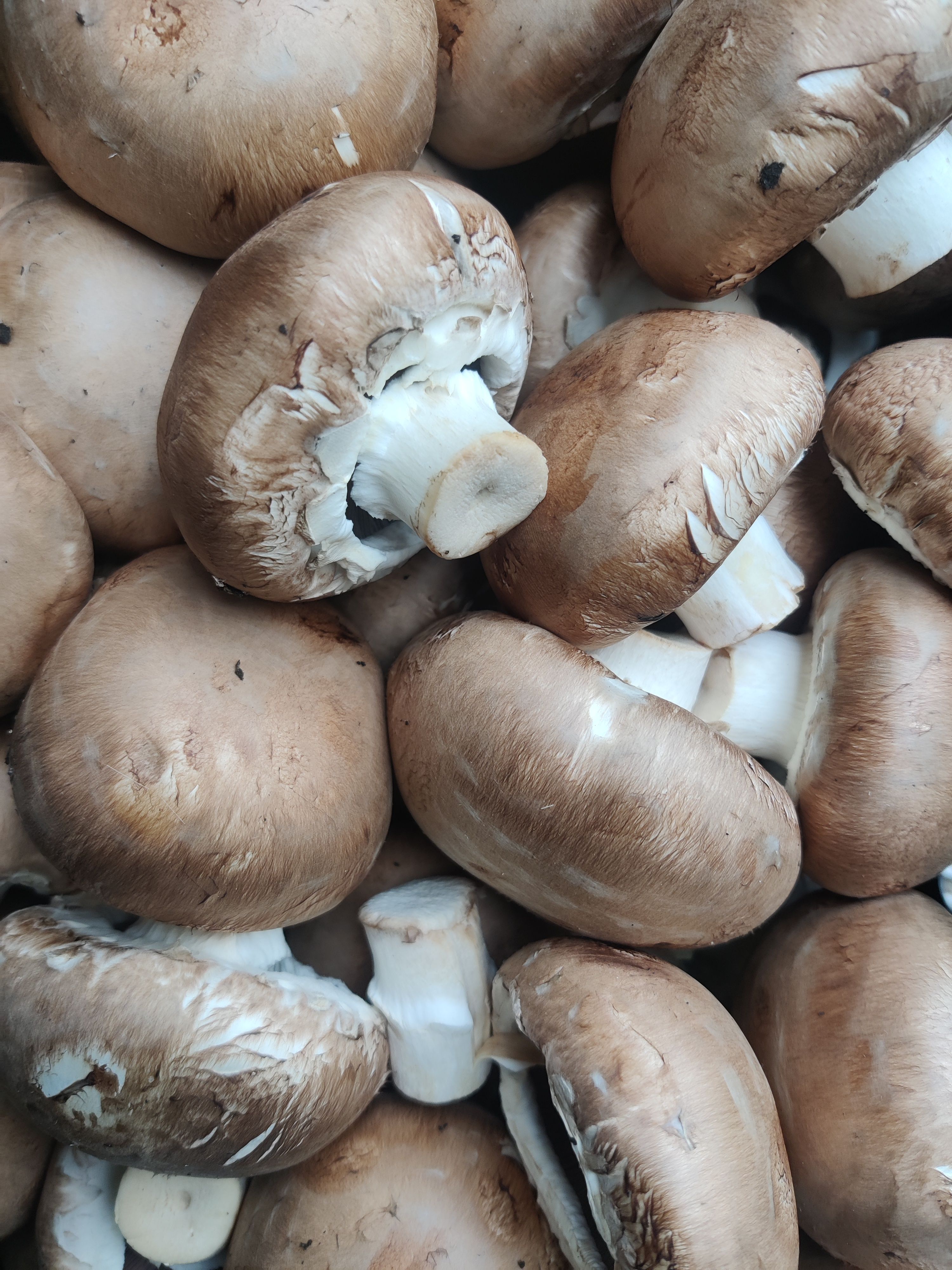 Brown Mushrooms