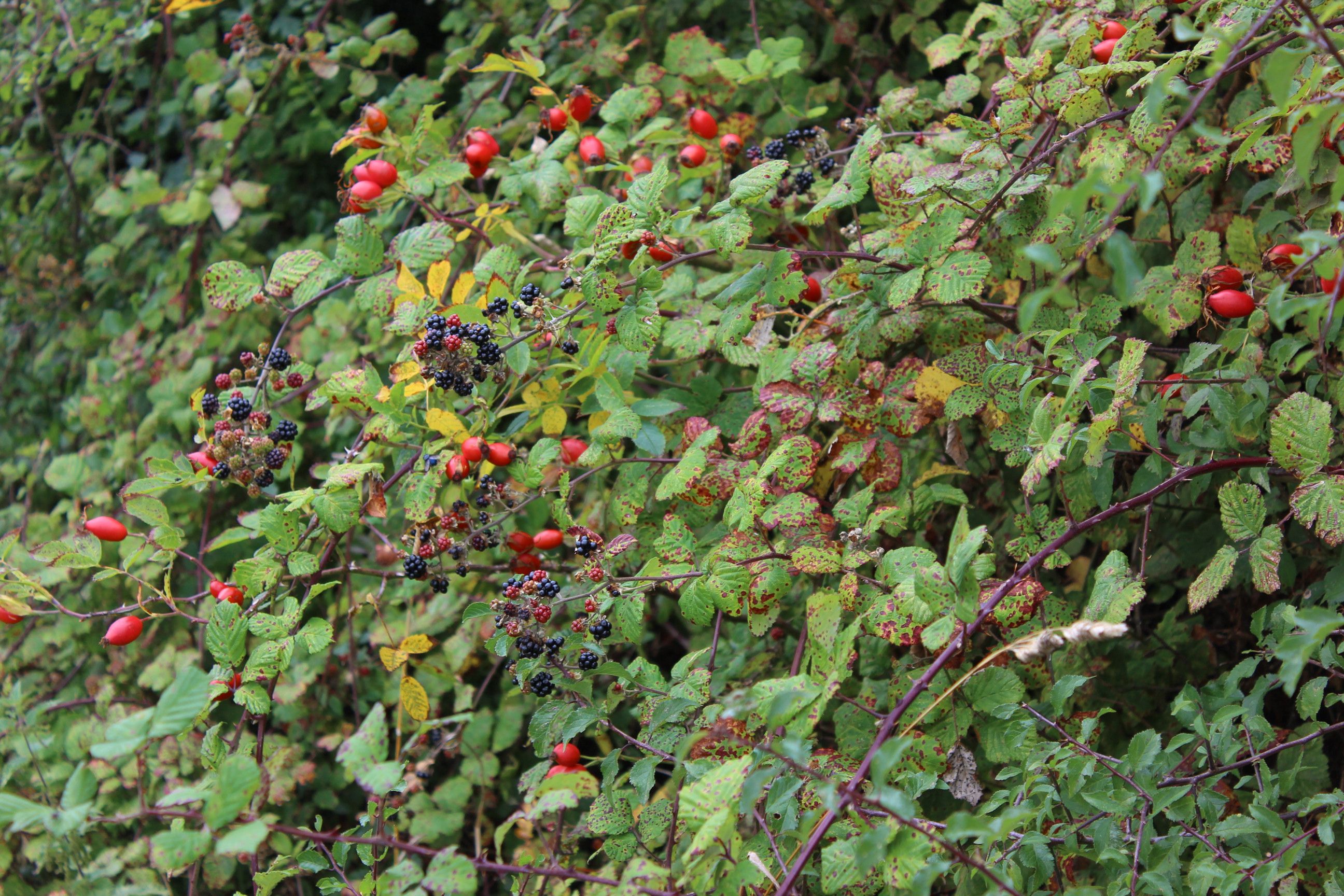 Image of Growing with nature