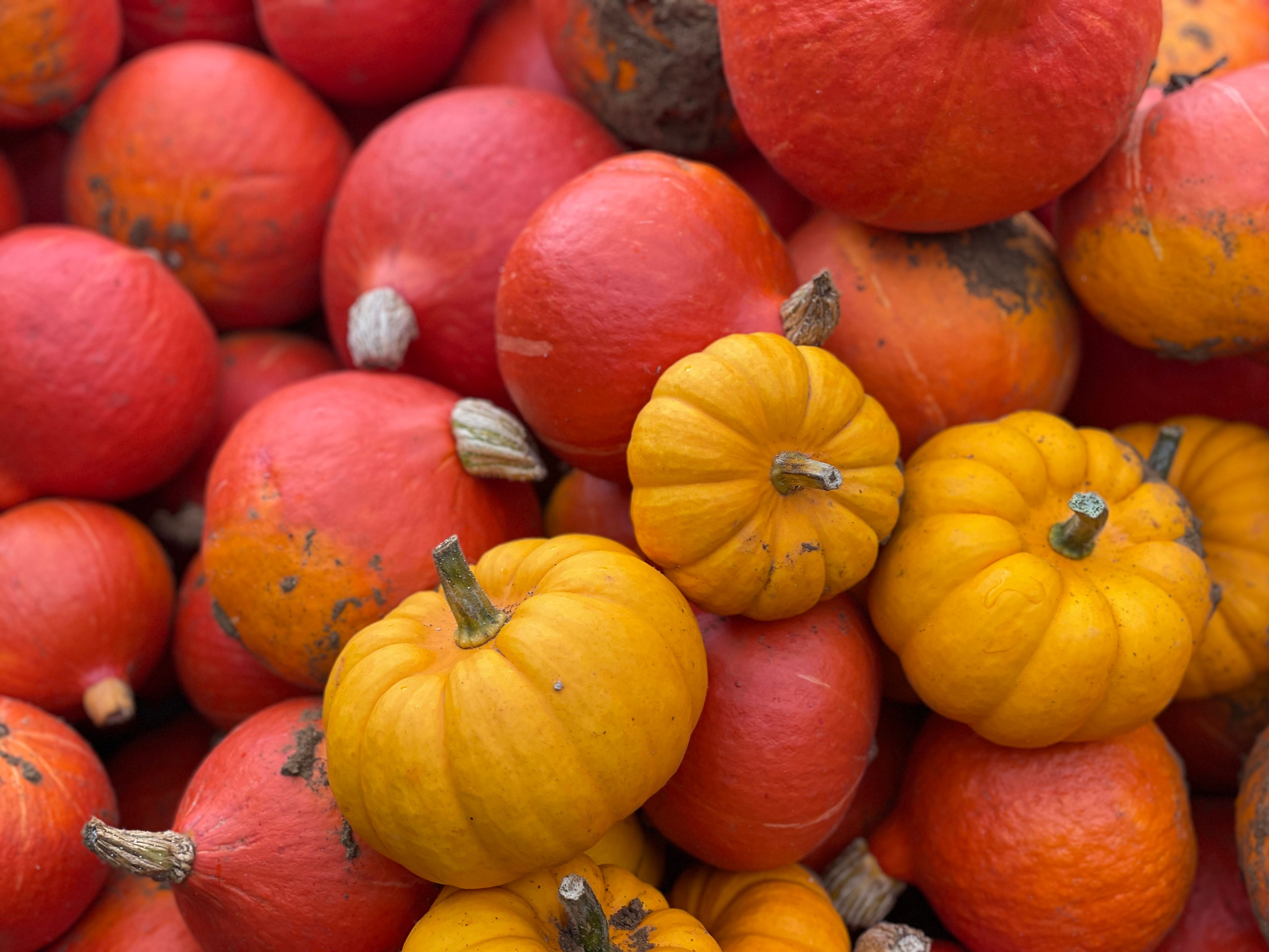 Image of Two Squash Soup