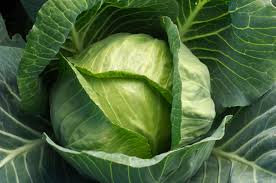 PYO Cabbage - Cabbice