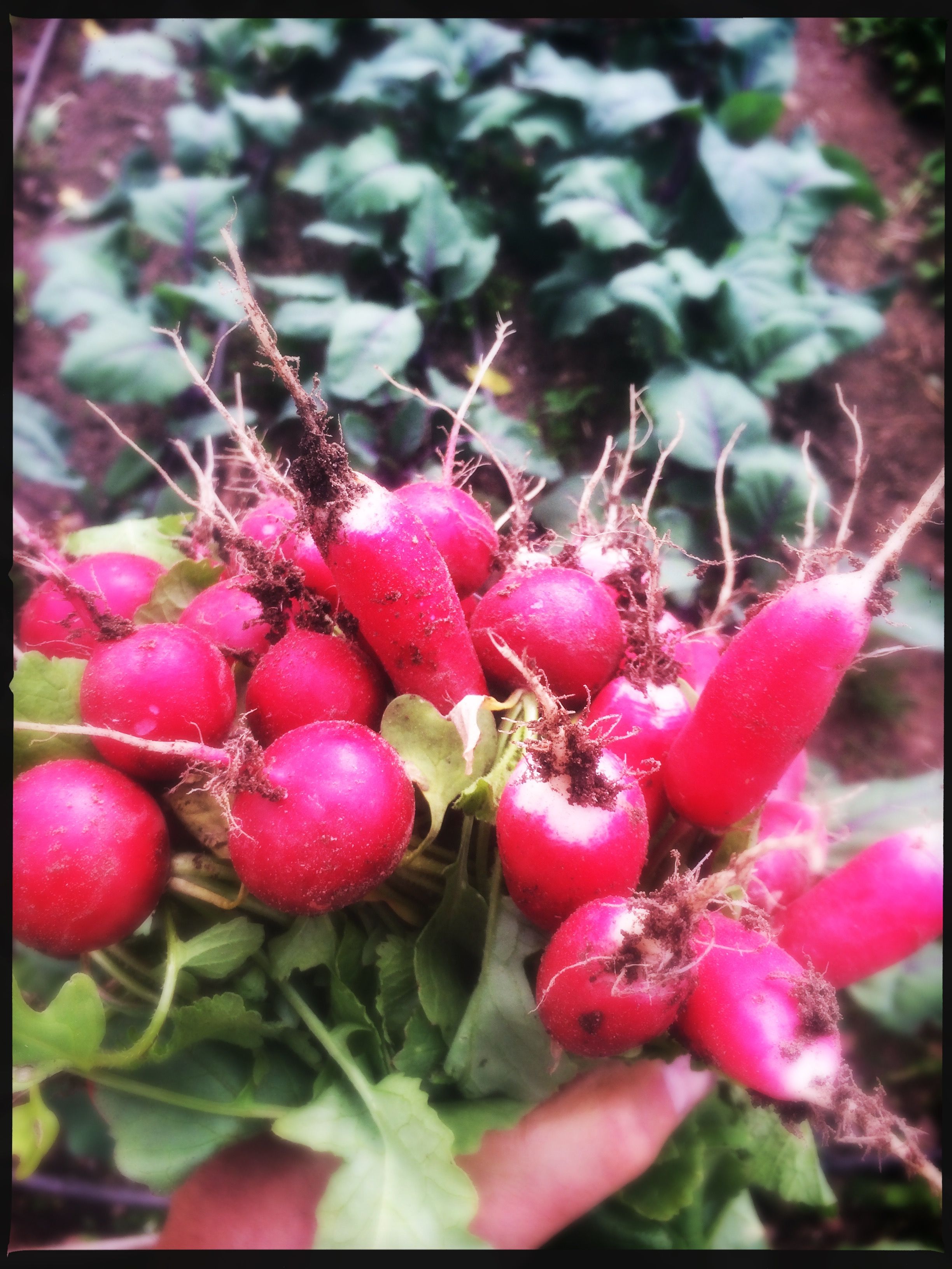 Image of Radish - bunch