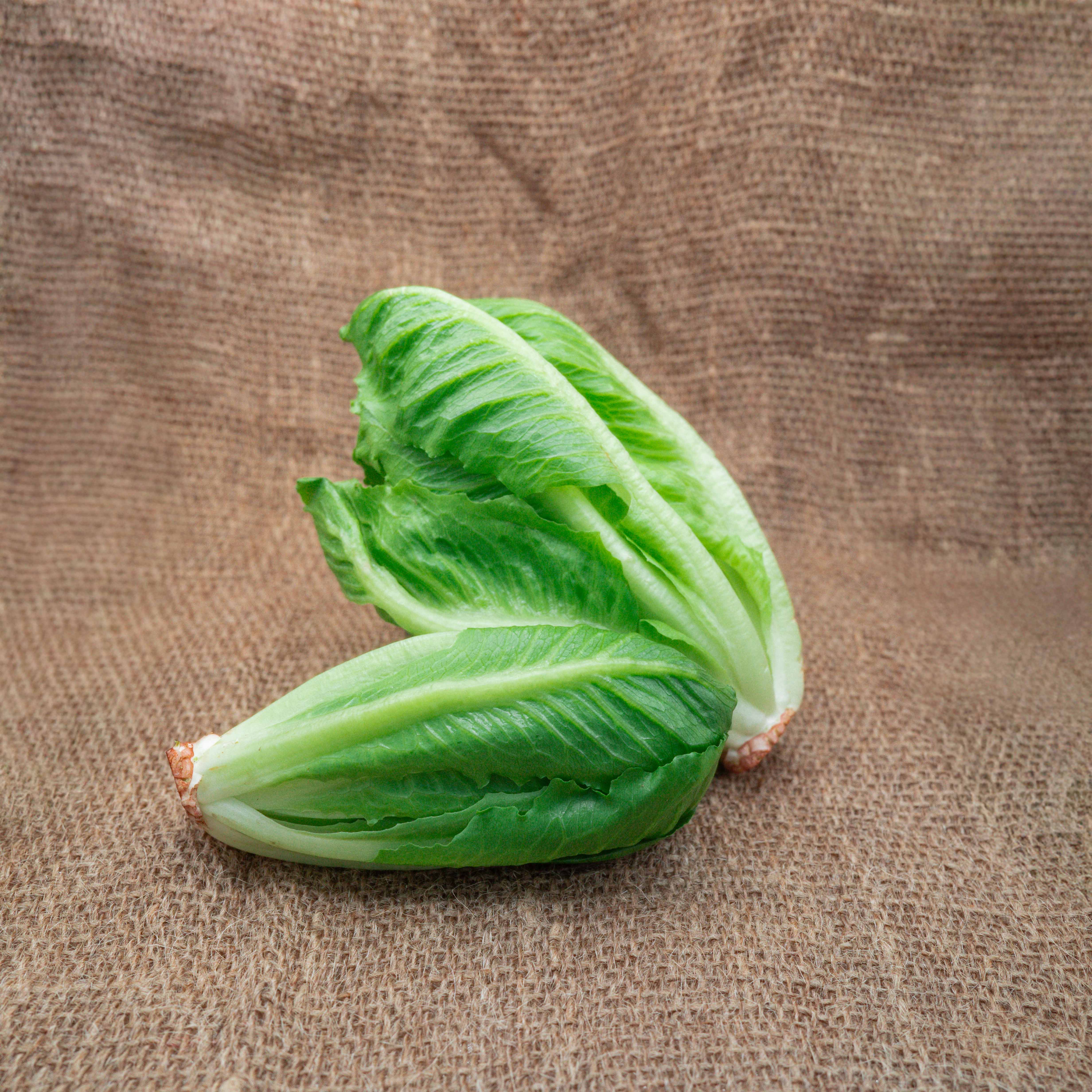 PYO Lettuce - Little Gem