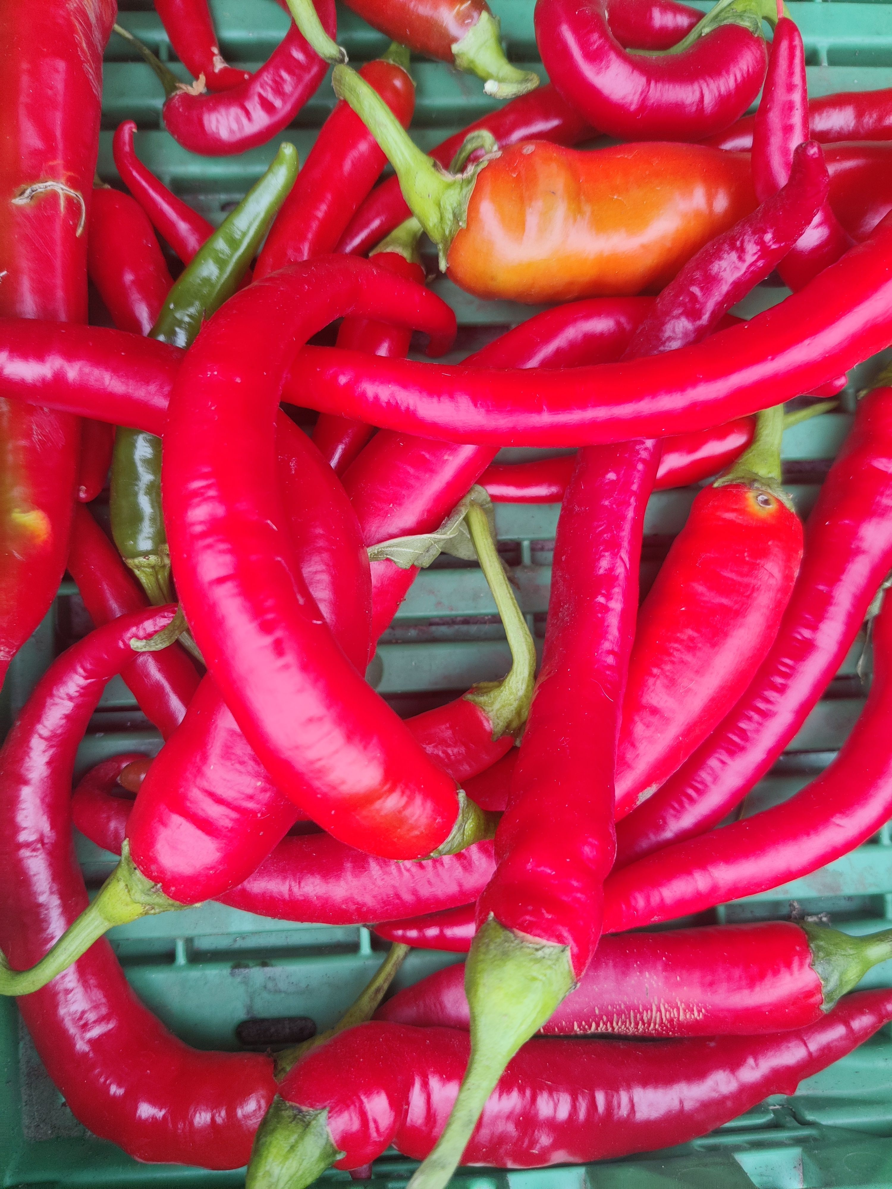 Chillies, hot (Forty Hall Farm)