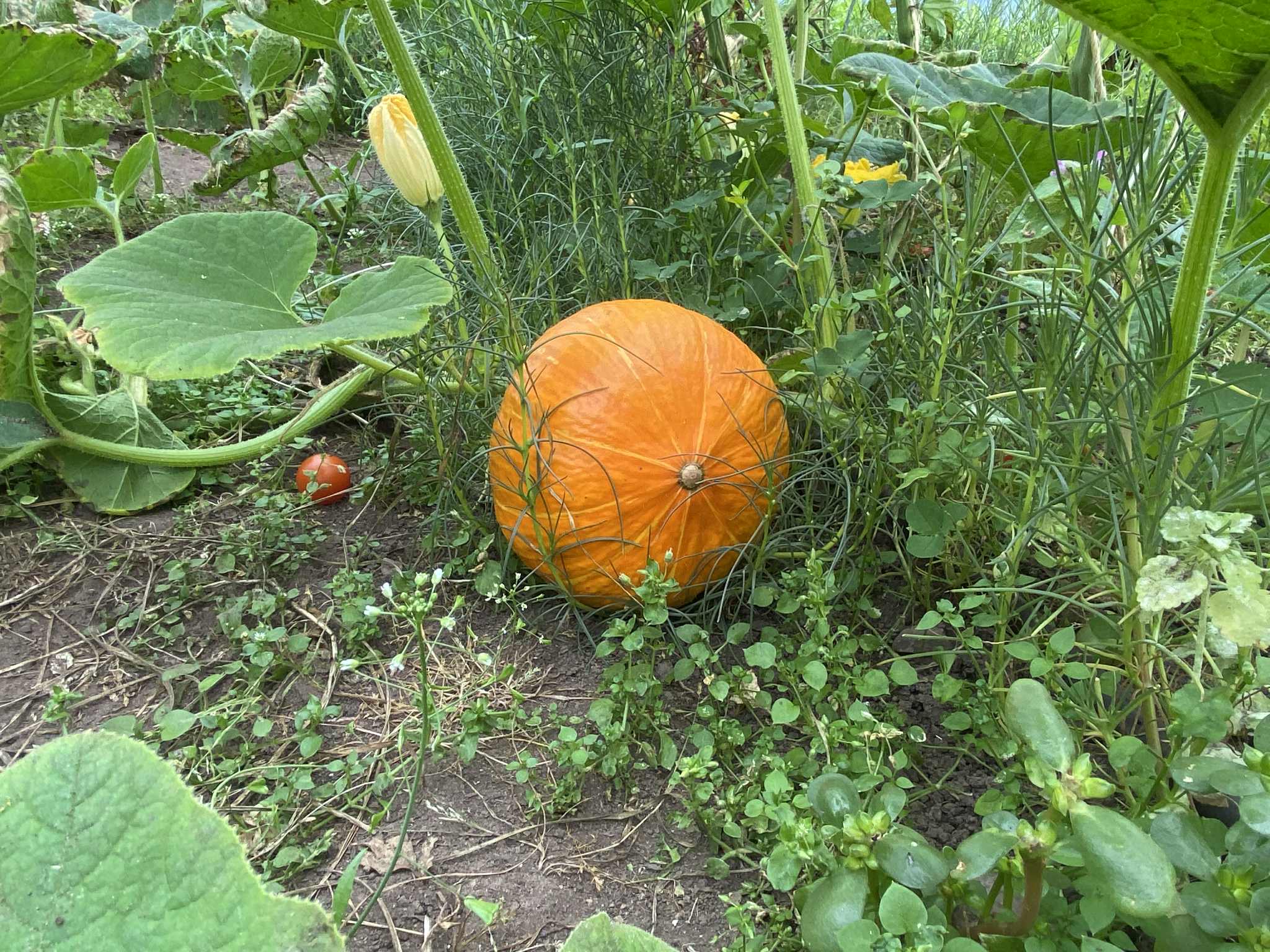 Image of Squash, Red Kuri