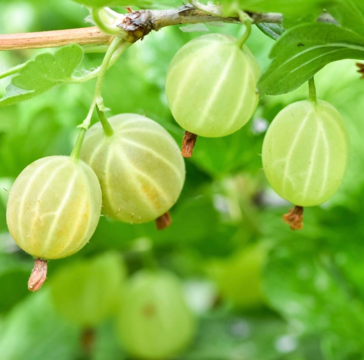 Gooseberries