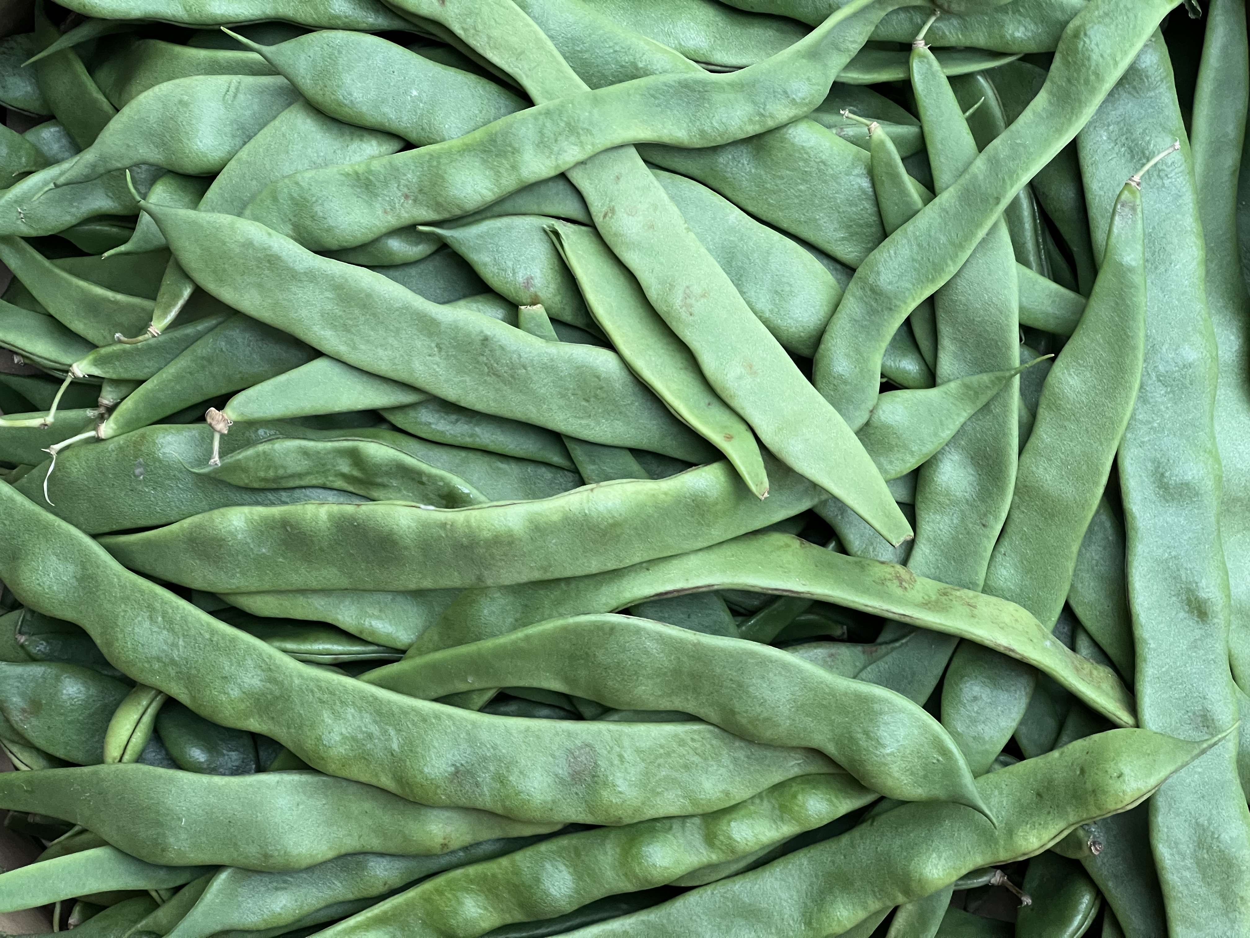 Image of Flat Beans