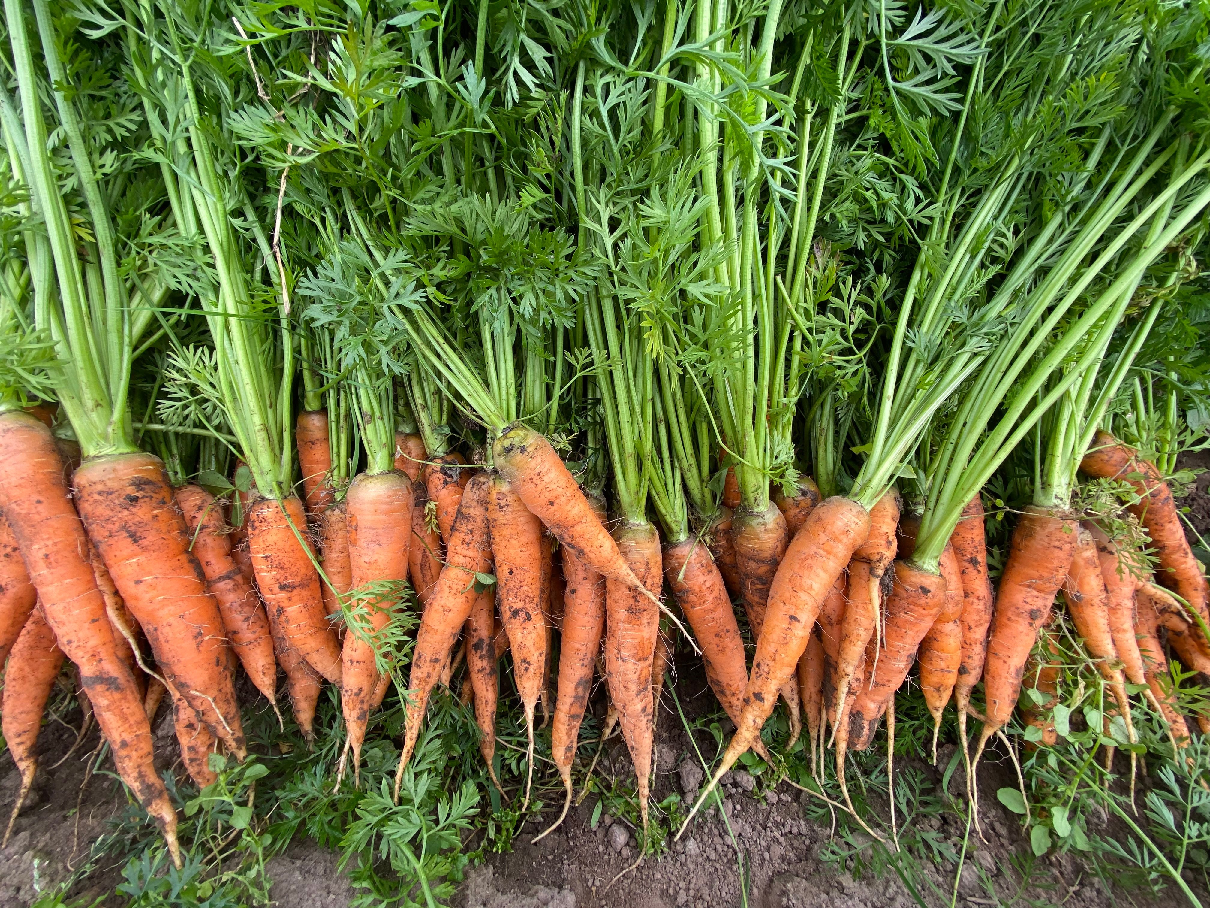 Root Veg