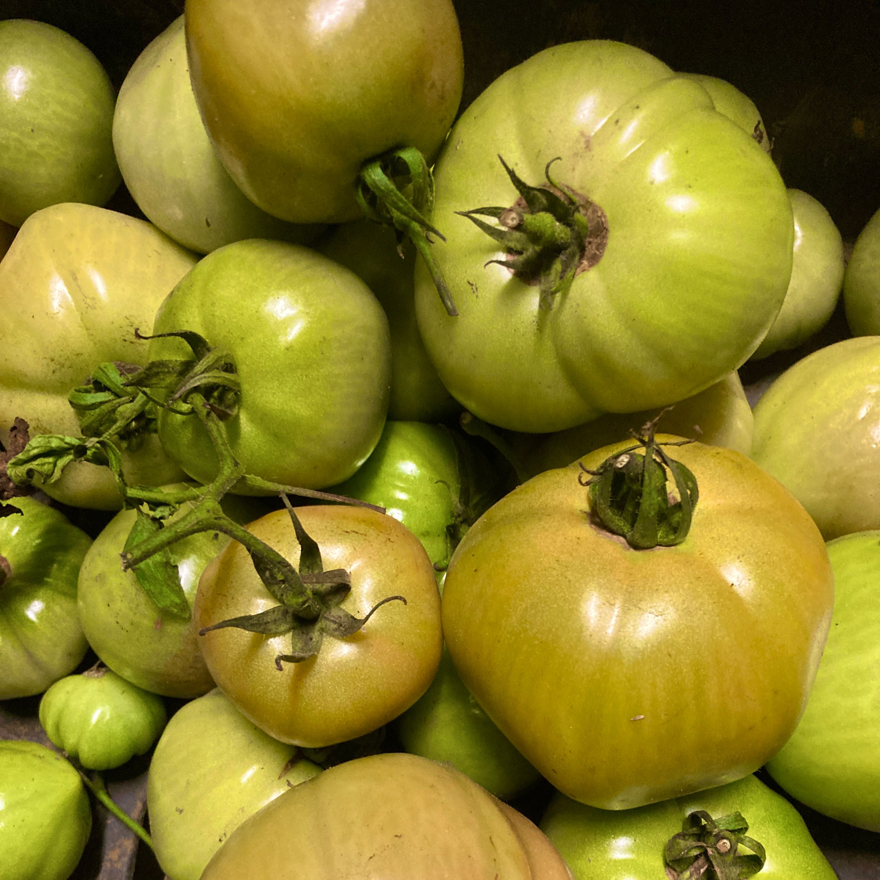 Green Beef Tomatoes 