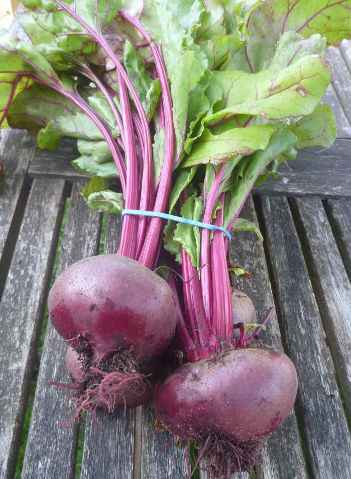 Bunched beets