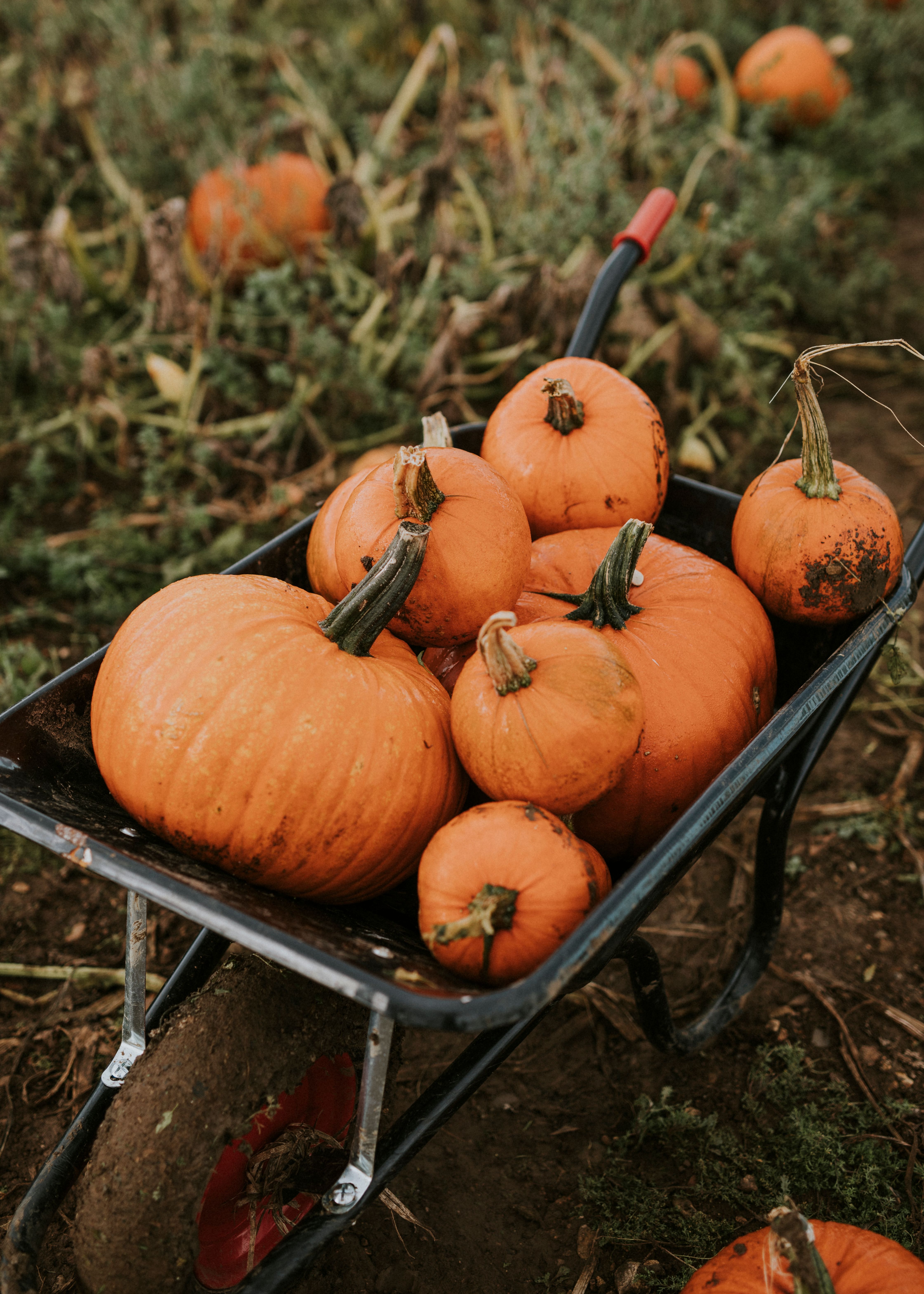 Image of Medium Pumpkin