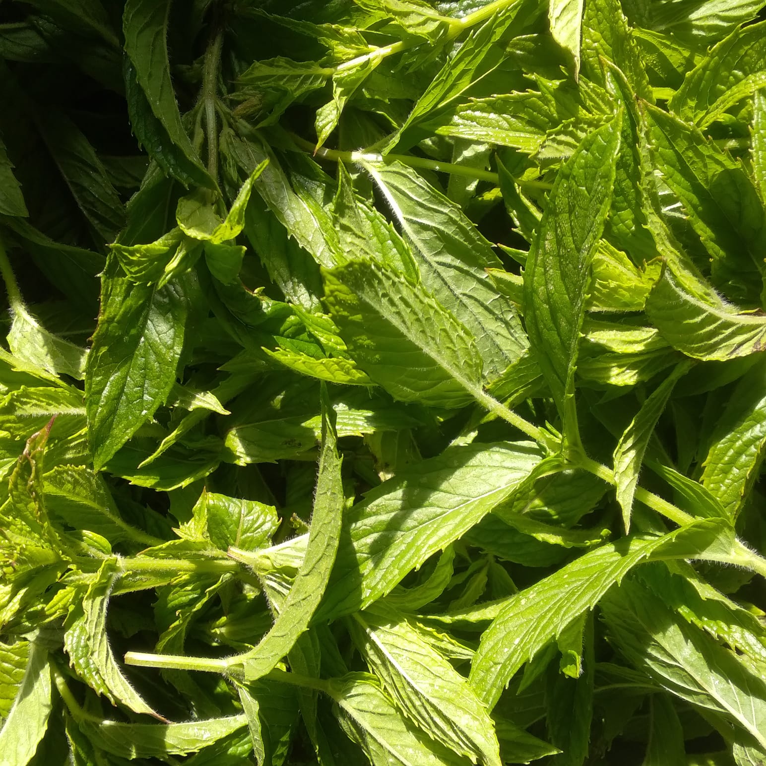 Mint