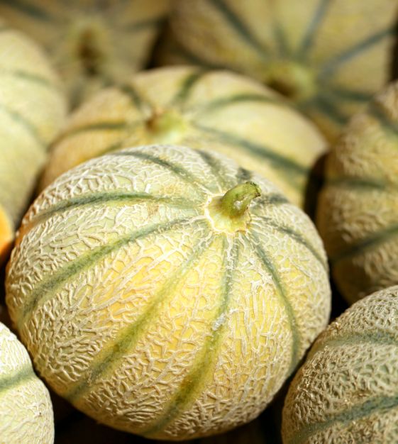  Melon - Charentais