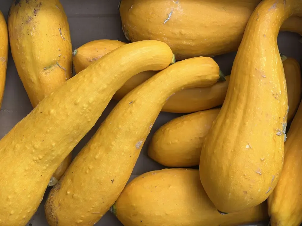 Squash - Crookneck