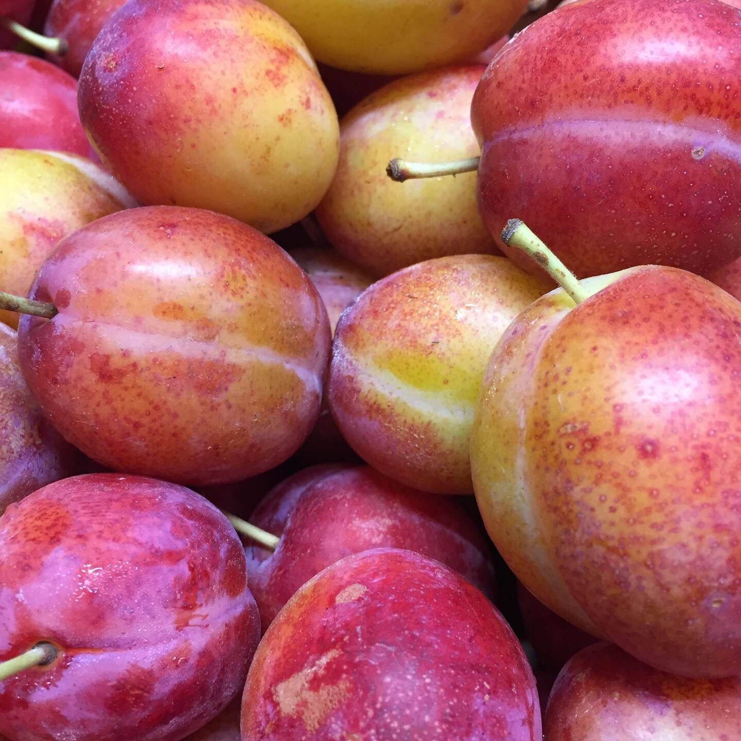Image of Plums