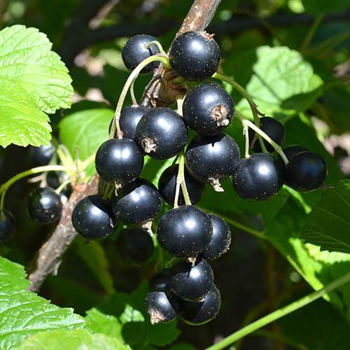 Local Blackcurrants 125g