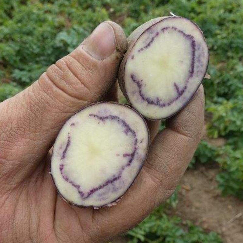 
Buston Farms Shetland Black Potato grown in Northumberland: 5kg (Pre-order Product)