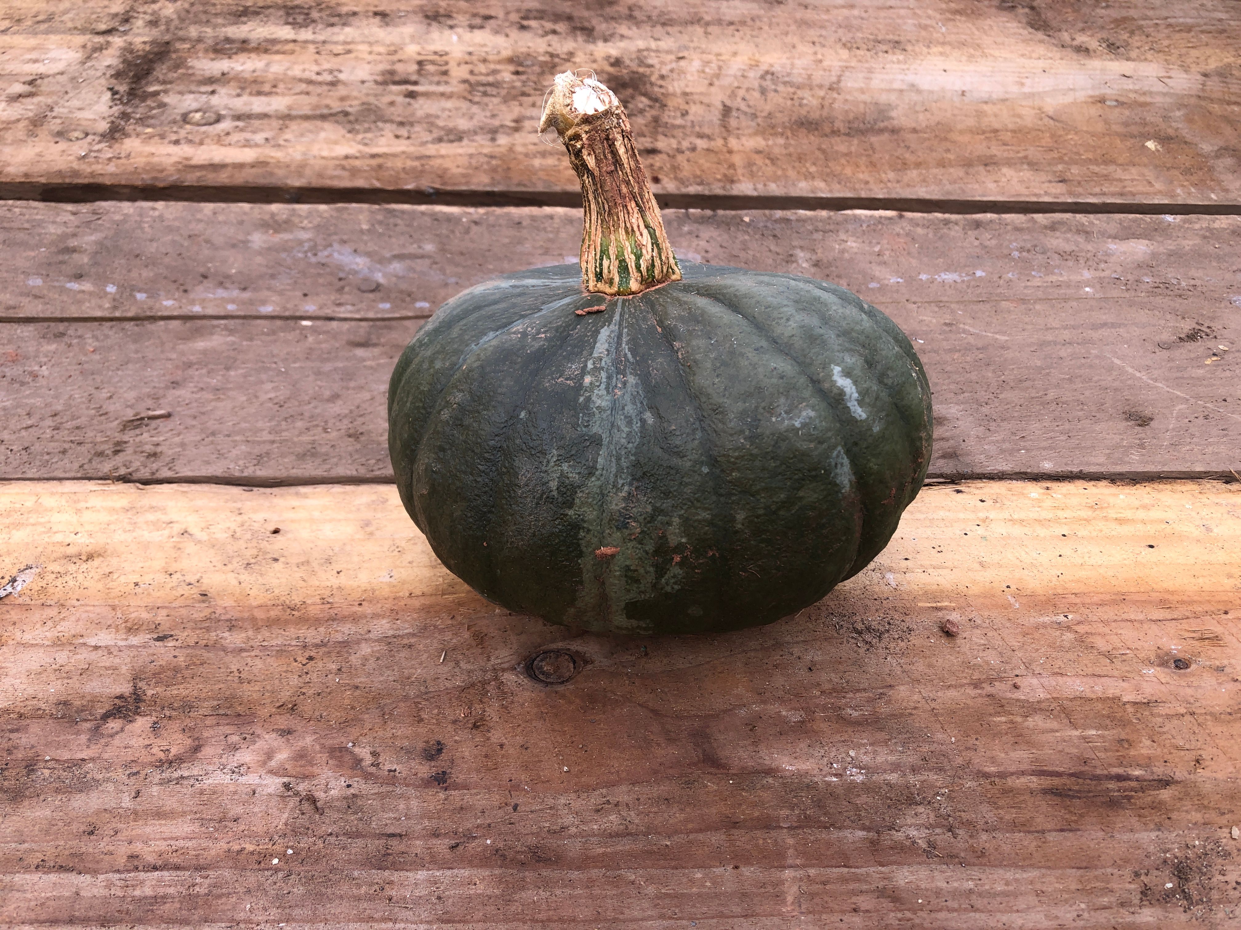 Squash - Marina di Chioggia