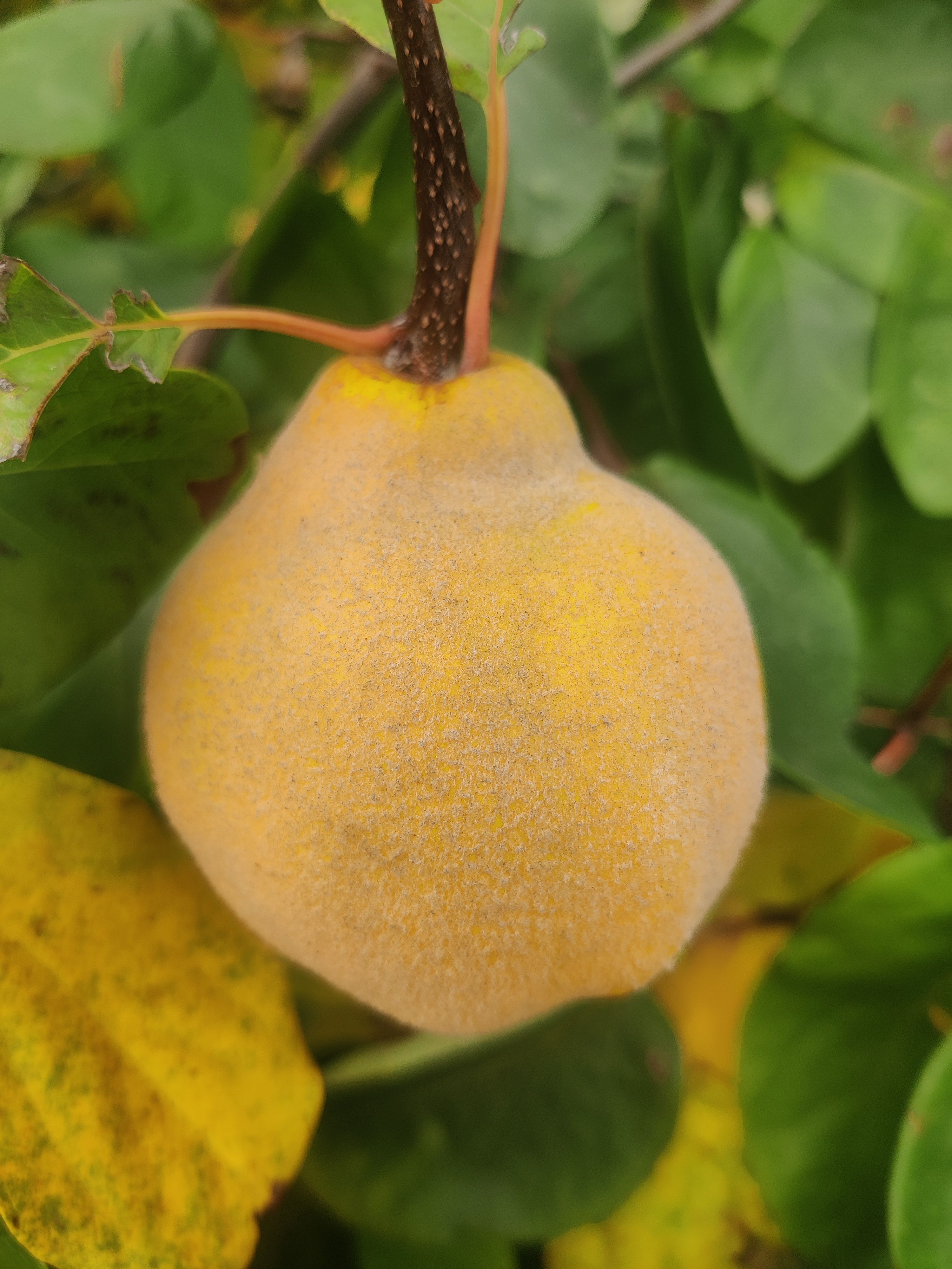 Image of Maple Roasted Quince with Labneh, Pistachios and Sumac