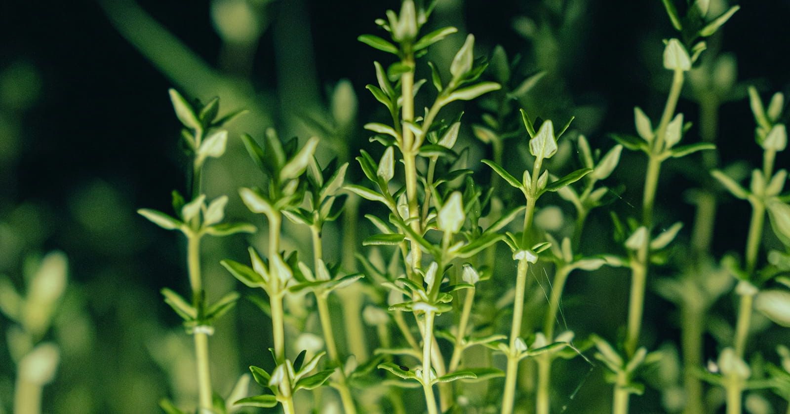 Image of Thyme (Bunch)