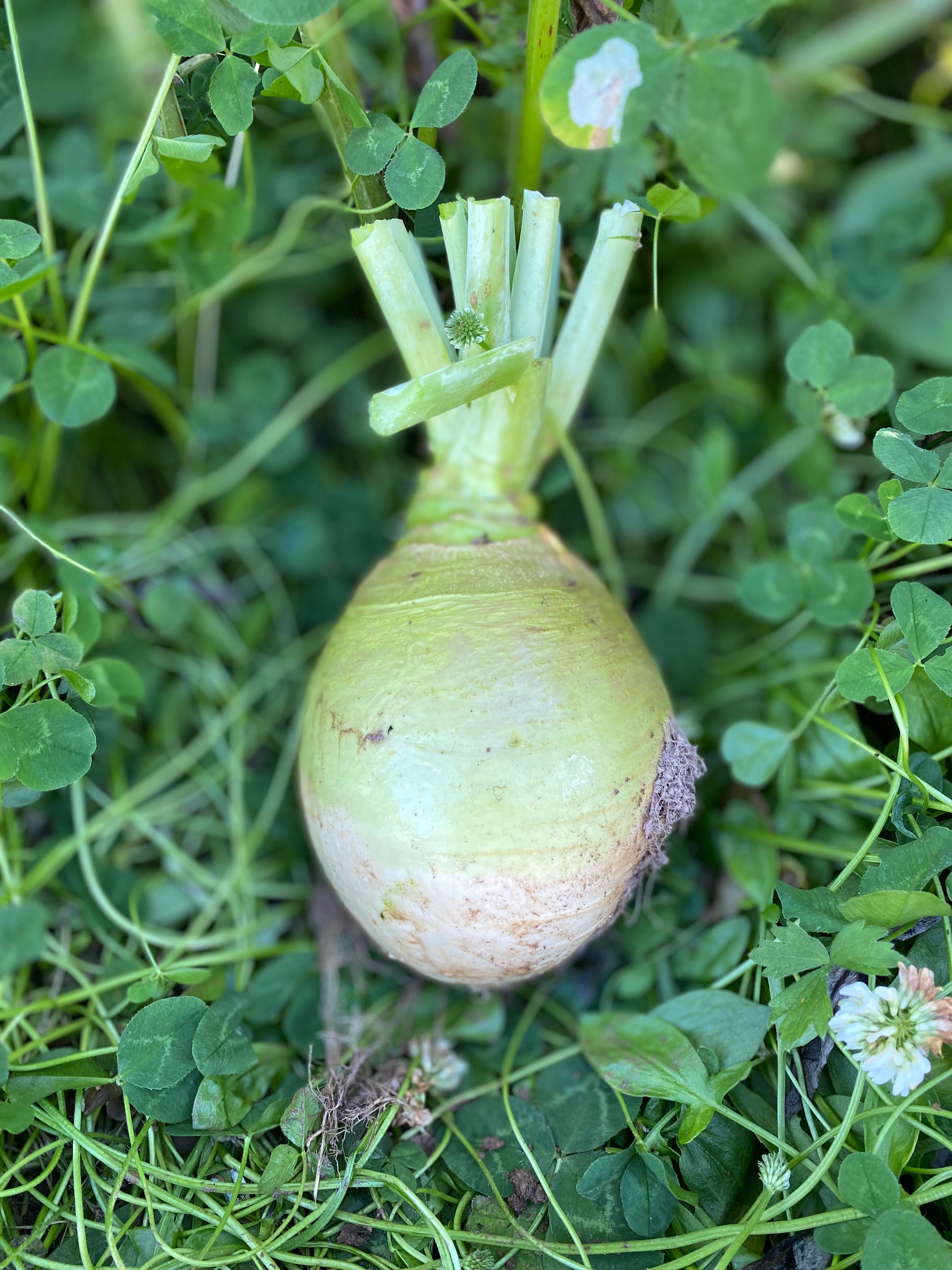 Swede