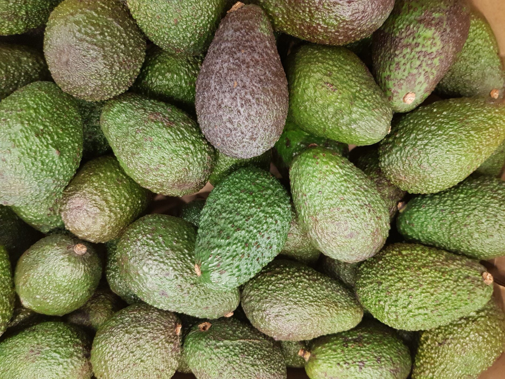 Image of Avocado Pear