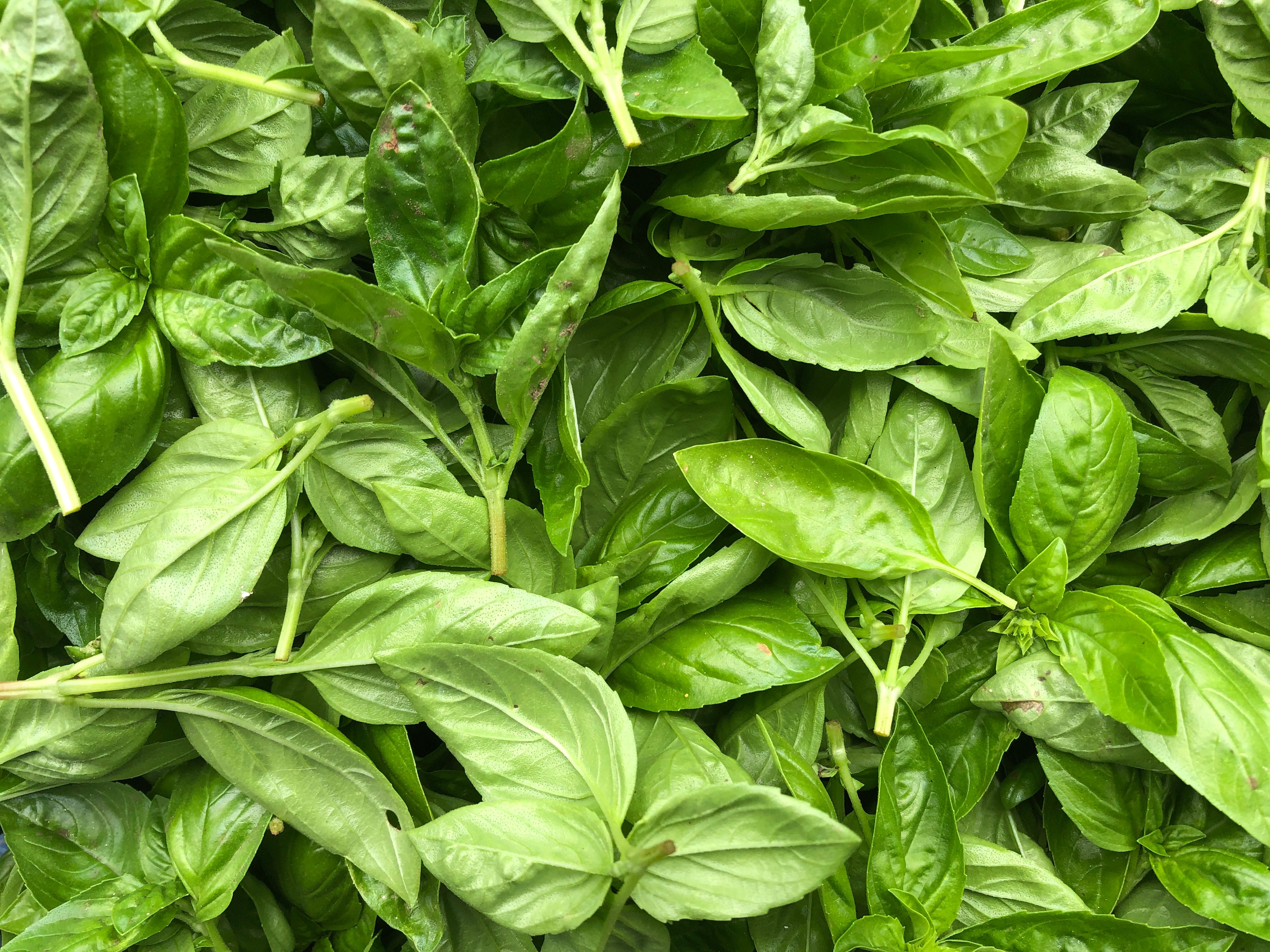 Basil