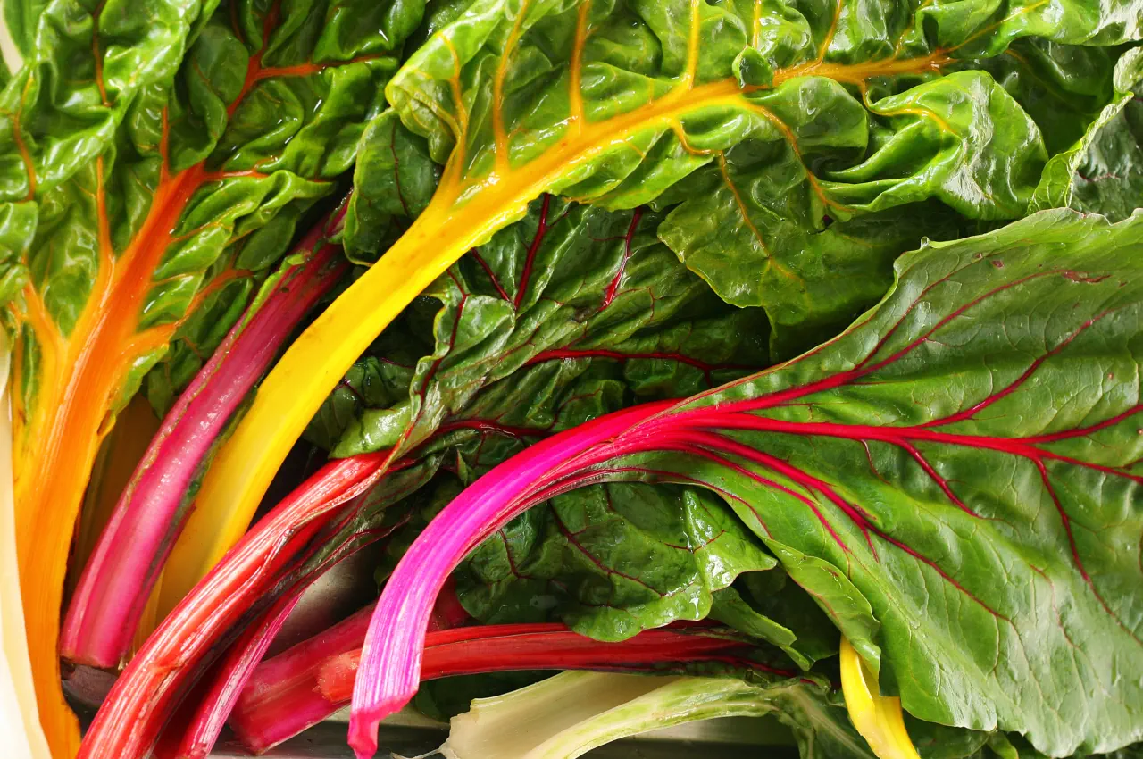 Chard - KVF