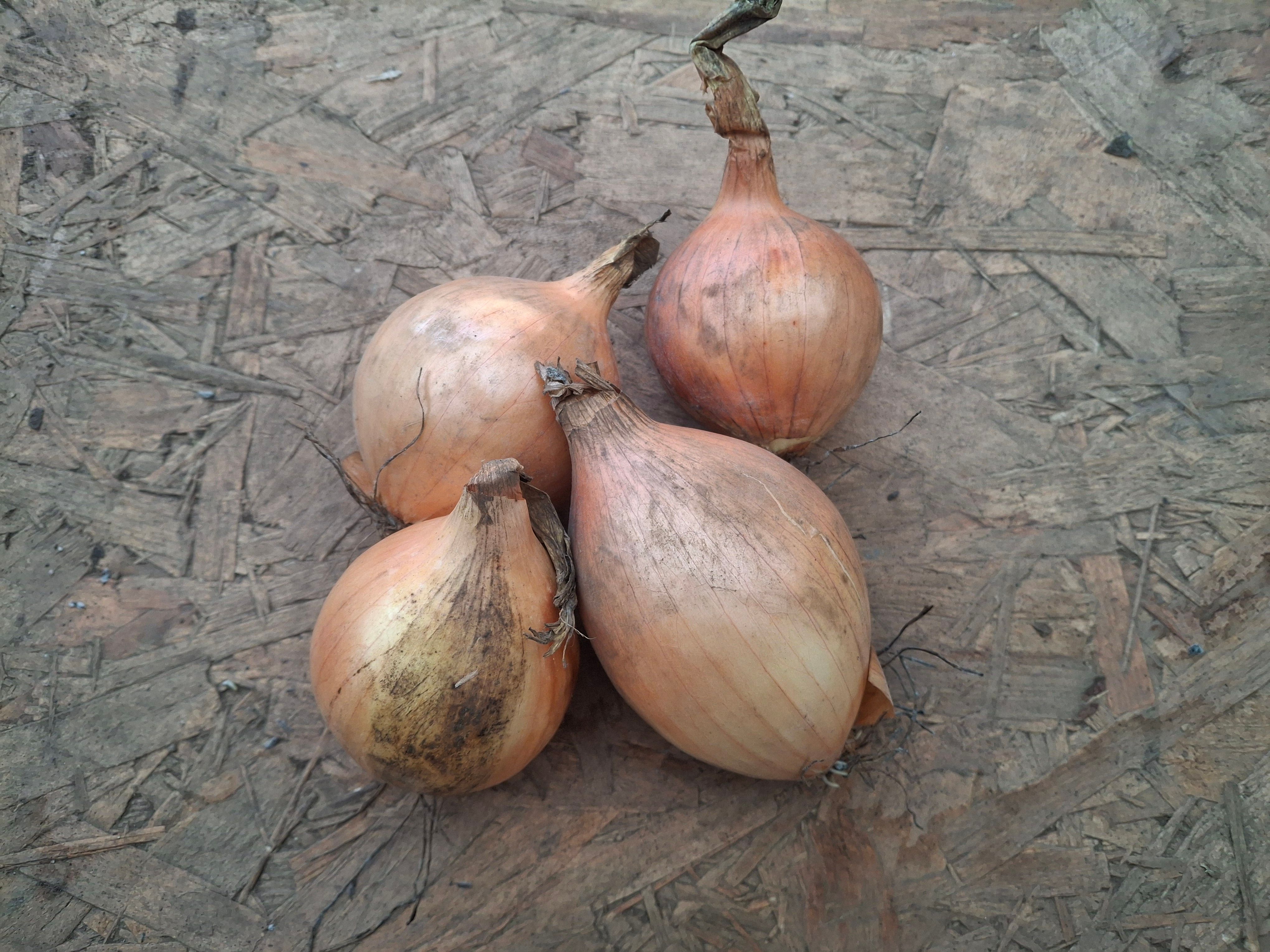 Nionod / Onions