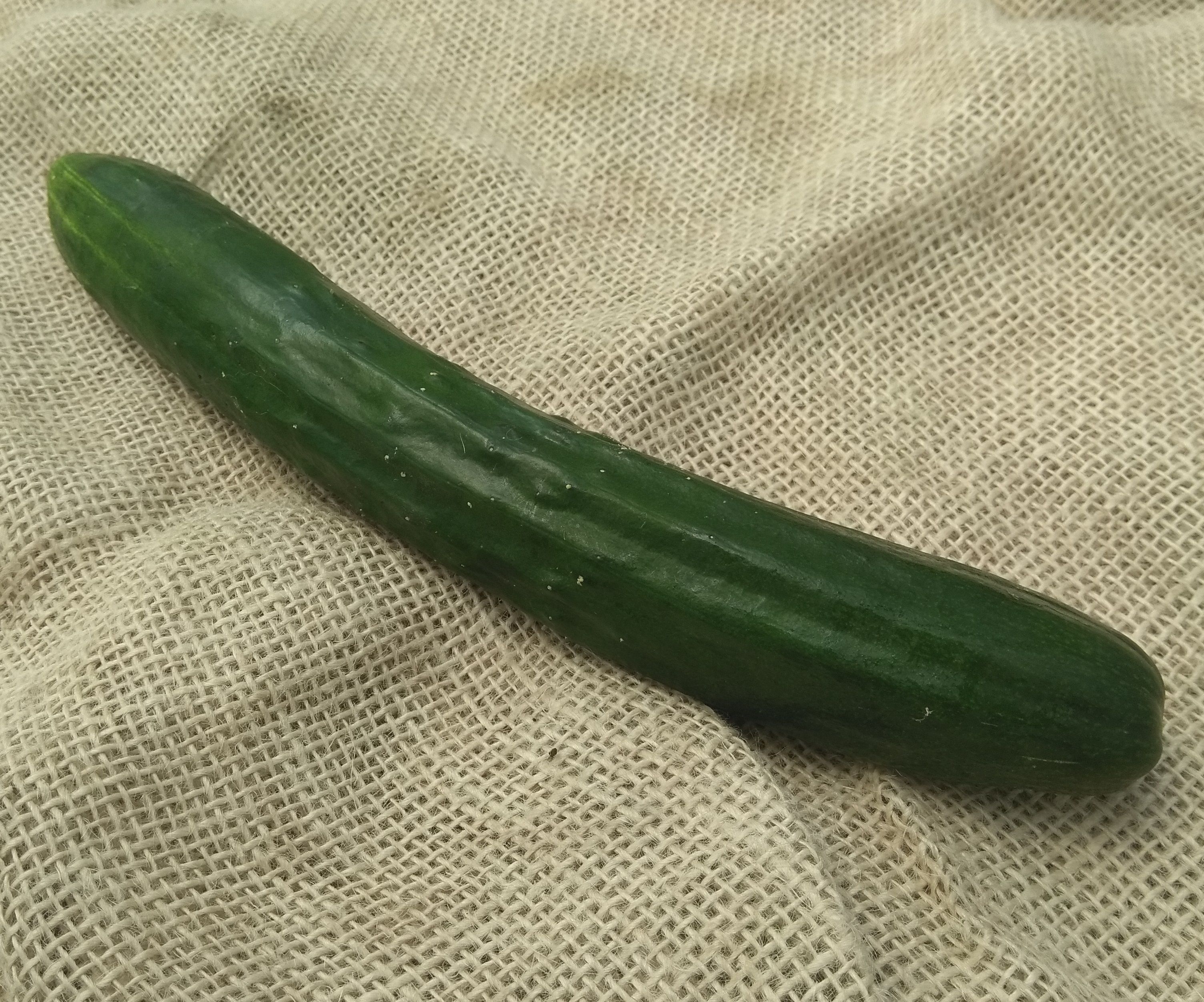 Japanese Cucumber (Forty Hall Farm)