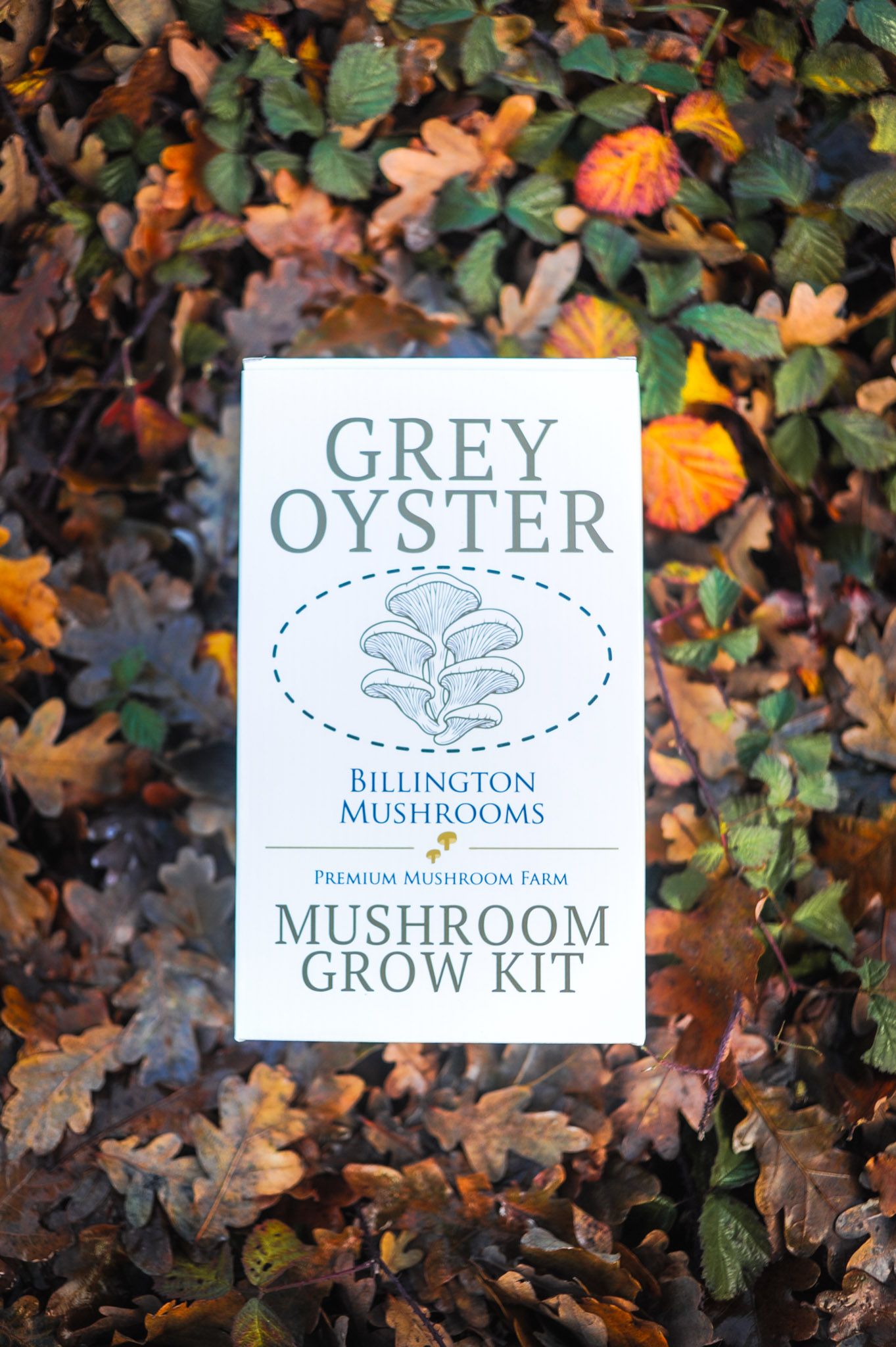 Mushroom Grow Kit Grey Oyster