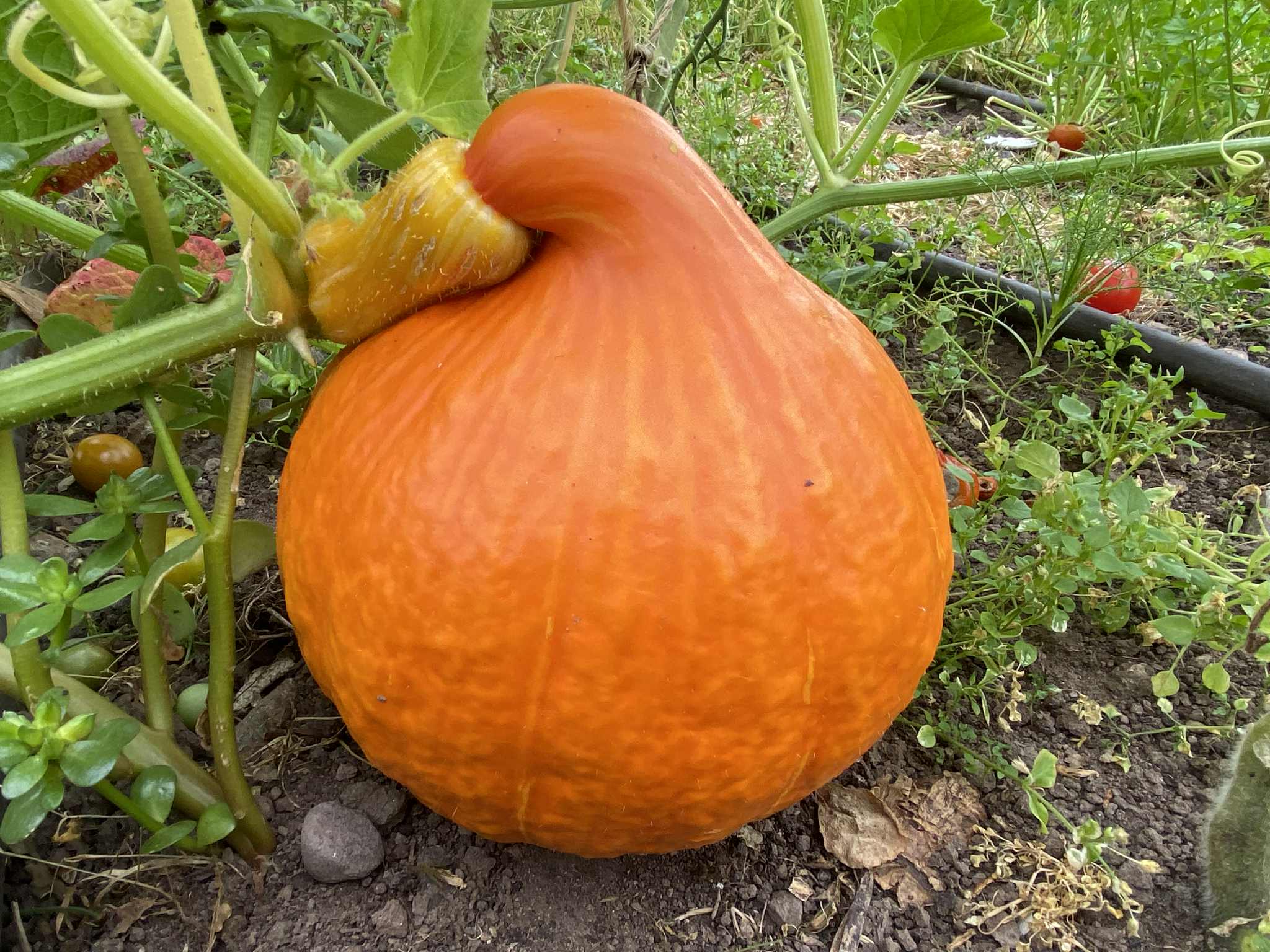 Squash, Red Kuri