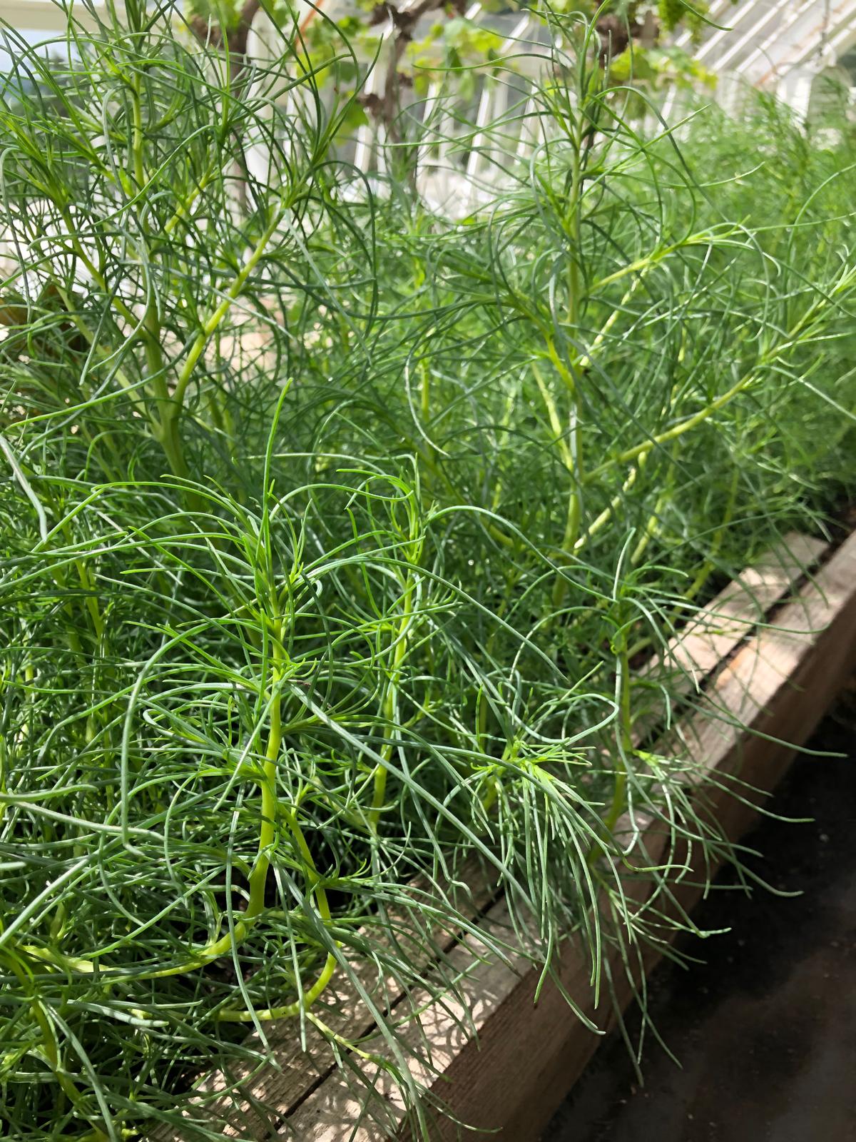 Agretti