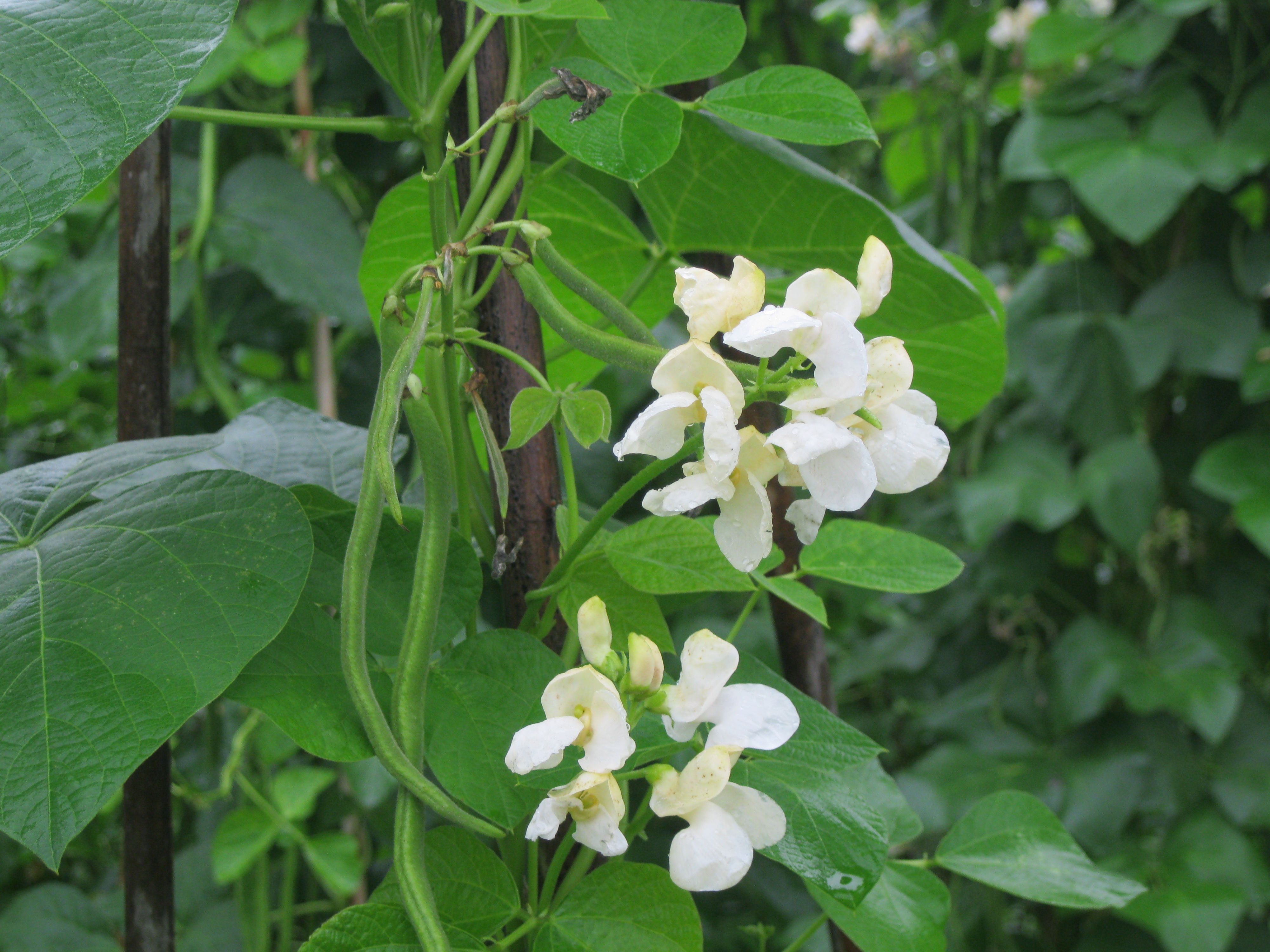 Image of Runner Beans