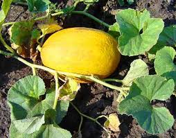 PYO Melon - Honeydew