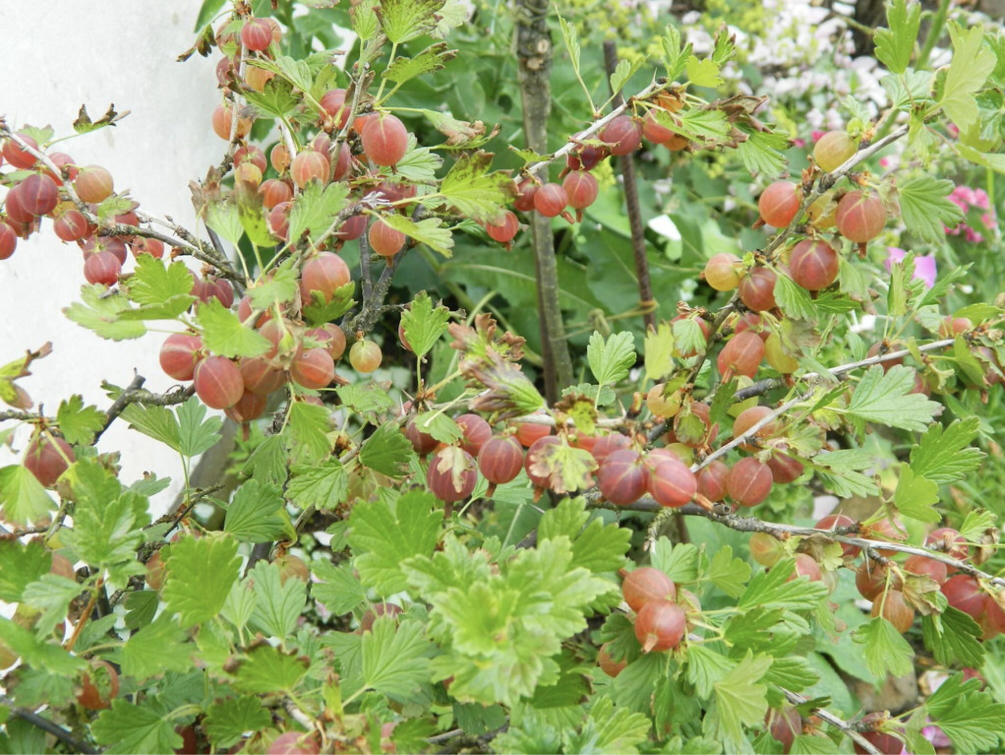 Image of Gooseberries